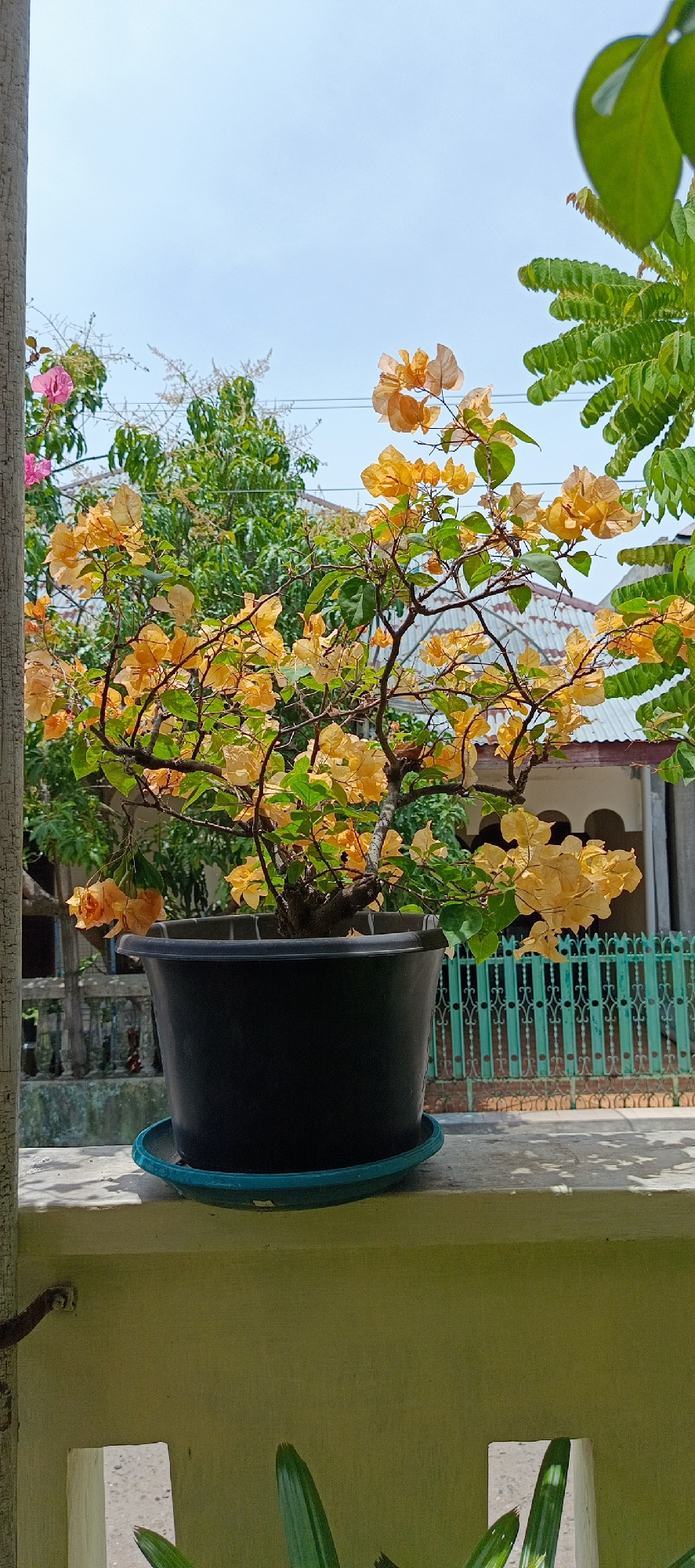In Pasi Rawa, Indonesia, a potted bougainvillea with vibrant orange and yellow bracts sits on a concrete ledge. The plant, pruned into a bonsai-like shape, displays numerous delicate flowers and green leaves. It is housed in a large, black plastic pot with a teal saucer. Behind the plant, a teal metal fence with decorative vertical bars encloses a yard. Beyond the fence, a building with a grey tiled roof and pale walls is visible. Trees with lush green foliage form a backdrop against a clear, pale blue sky. The scene is illuminated by bright daylight, casting subtle shadows. The foreground shows a textured, pale yellow wall. There are no people or animals present in the frame.