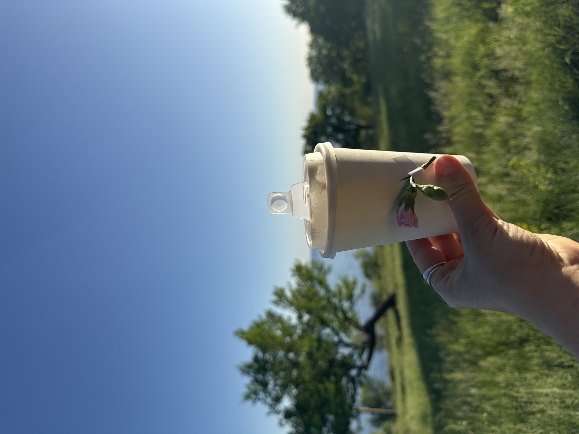 A hand holds a white paper cup with a clear plastic lid and a pink flower attached by a piece of tape. The background includes a clear blue sky, a body of water (likely a lake or bay), green grass, and trees. The location is not specified.