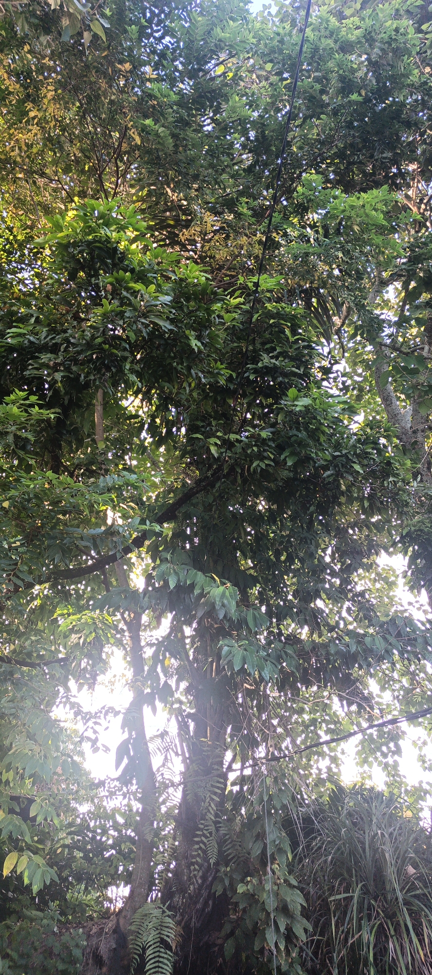 A dense canopy of green foliage dominates the frame, with sunlight filtering through the leaves, creating a dappled effect. The image appears to be taken from a low angle, looking upwards into the trees. Several tree trunks are visible, some covered in vines and ferns. A black cable, possibly for electricity or communication, stretches diagonally across the upper right portion of the image. The overall impression is one of a lush, natural environment, likely a forest or a heavily wooded area, within the city of Cinta Dame, Indonesia. There are no people or animals visible in the image.