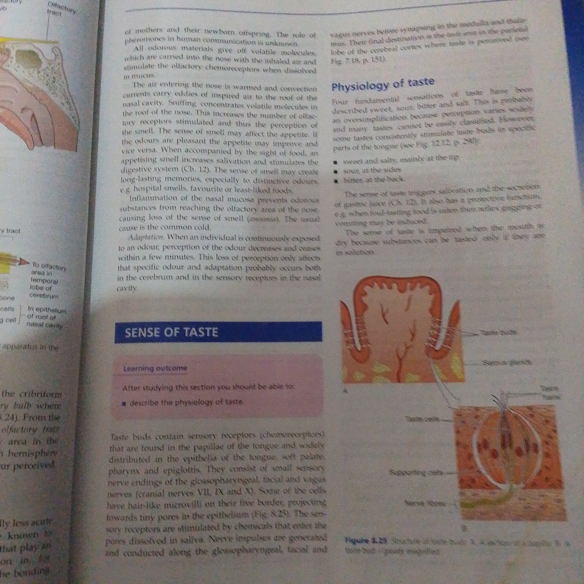 This media file is a scanned image of an open textbook page. The page is divided into two columns, with text and illustrations. The left column features a diagram of the human nasal cavity, illustrating the olfactory tract and its connection to the temporal lobe of the cerebrum. Accompanying text discusses the sense of smell, including olfactory receptors, adaptation, and common causes of smell loss like the common cold.
The right column focuses on the "Physiology of taste." It begins by introducing the four fundamental taste sensations: sweet, sour, bitter, and salt, acknowledging that this classification is an oversimplification. Bullet points highlight the areas of the tongue where these tastes are primarily perceived. The text further explains how taste triggers salivation and gastric juice secretion, and how a dry mouth can impair taste perception. An illustration depicts a cross-section of a taste bud, labeling its components such as taste cells, supporting cells, and nerve fibers. A caption beneath this illustration reads "Figure 8.25 Structure of a taste bud. A. Longitudinal section of a taste bud; B, Taste bud, greatly magnified."
Visible text includes headings like "Olfactory tract," "SENSE OF TASTE," and "Physiology of taste," as well as descriptive labels on the diagrams and body text detailing biological processes related to smell and taste. There are no people, specific time of day, or weather conditions depicted. The setting is clearly an academic or educational context, with the content pertaining to human biology, specifically the sensory systems of smell and taste.