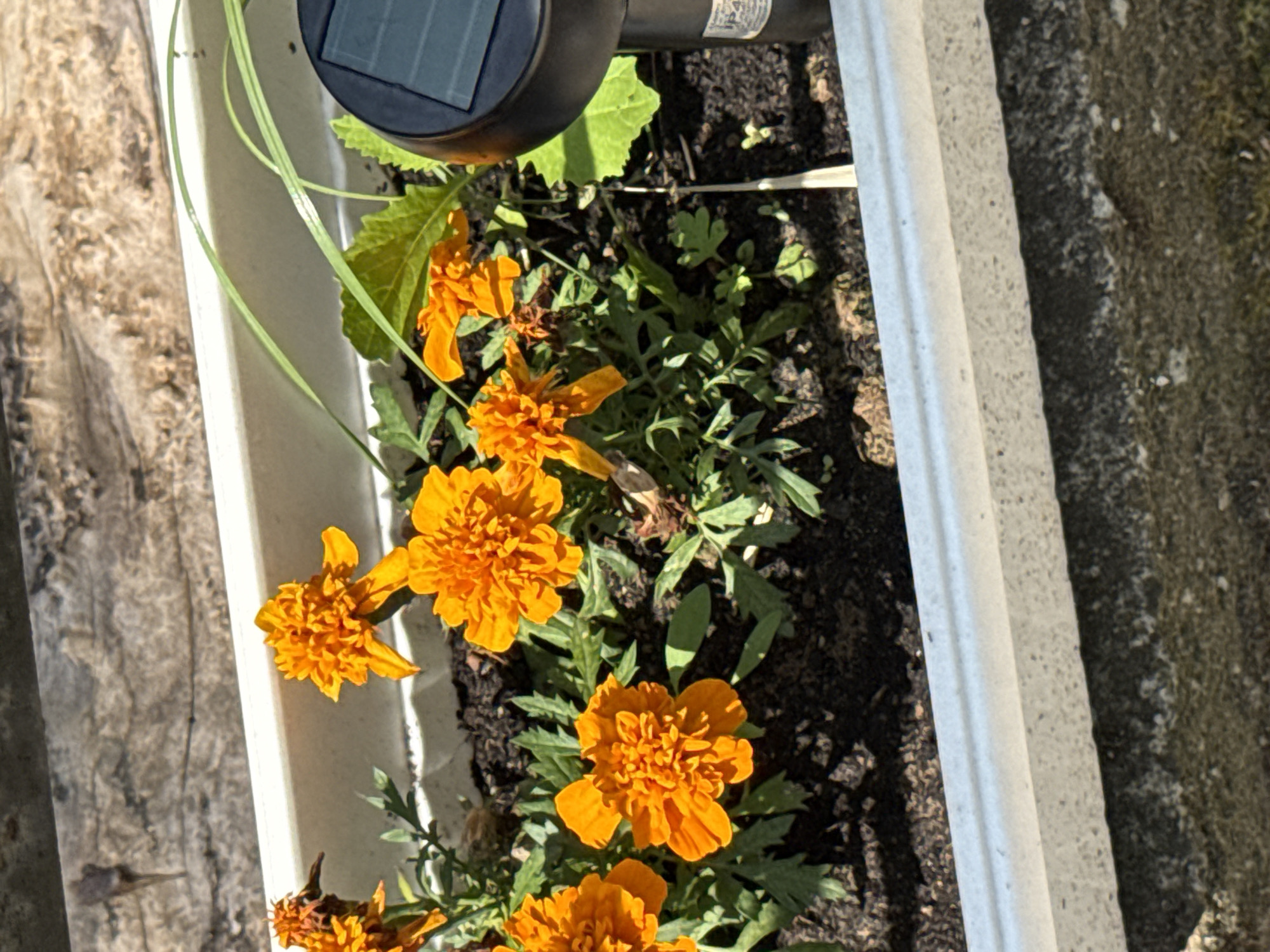 The image displays an outdoor scene in Unknown, Unknown, featuring a section of a white rectangular planter box filled with vibrant orange marigold flowers and dark brown soil. Approximately eight marigold blooms, primarily in shades of orange, are visible, alongside their green foliage. To the far right, a black solar garden light with a visible rectangular solar panel and a label displaying "IP44" is positioned within the planter. A few slender green blades of grass or similar plant material extend upwards from the planter near the solar light. The background directly behind the planter box consists of a textured, light-colored surface, possibly weathered wood or concrete, exhibiting horizontal lines and minor debris. Below the planter, a darker, textured ground surface, potentially mossy concrete, is visible. The scene is illuminated by strong sunlight, creating distinct shadows. No individuals are present.