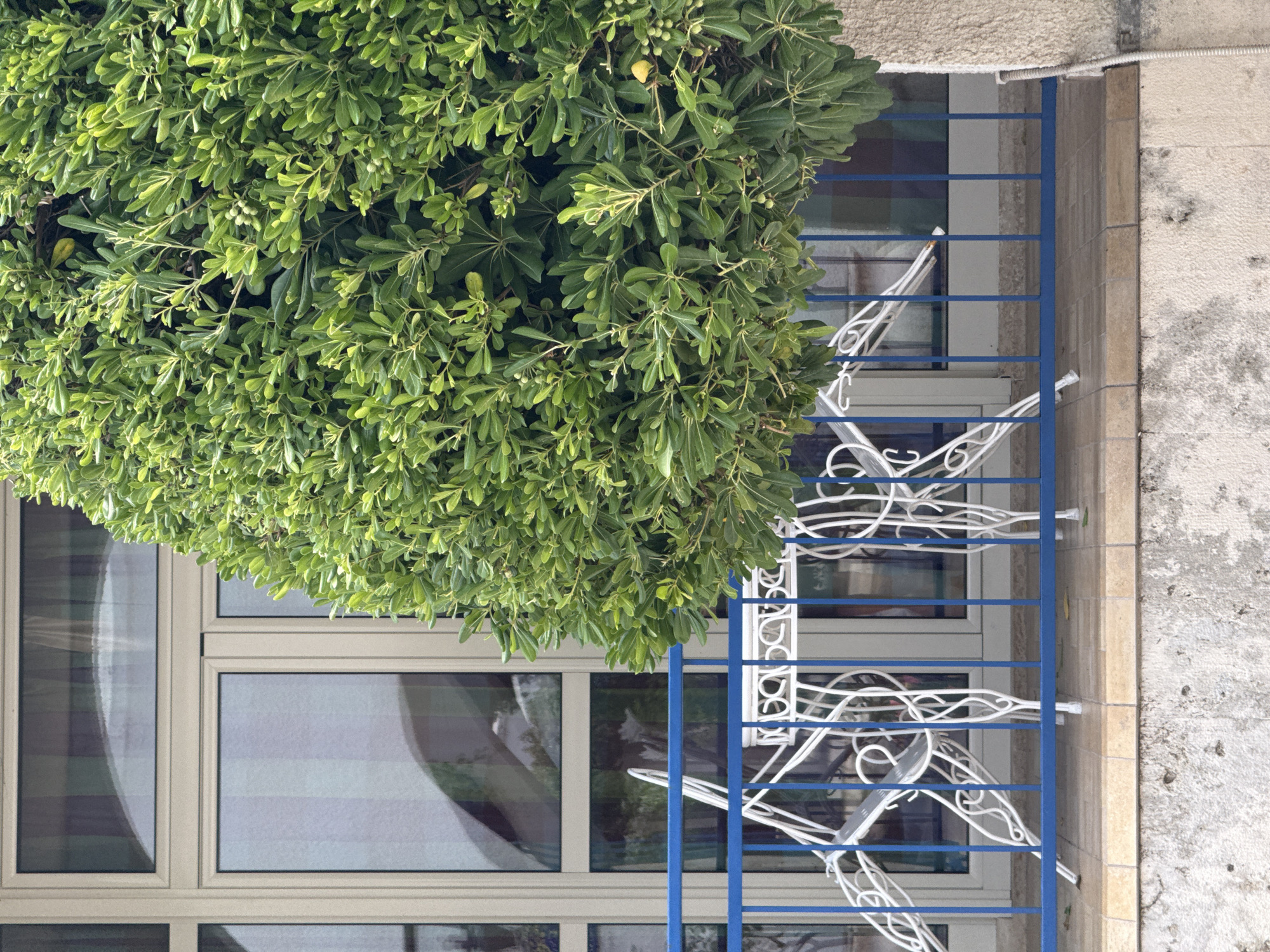 The image shows a close-up view of a large, lush green bush or tree with dense foliage. The branches and leaves are a vibrant green, and some small, light-colored berries or buds are visible within the leaves. Part of a building with windows and a blue metal railing is visible to the right of the bush. The windows have light-colored frames, and the glass reflects the surrounding environment, showing some muted colors and shapes. The building's exterior wall is made of light-colored stone or concrete. The railing is a simple, horizontal design with vertical supports. The overall scene suggests an outdoor setting, possibly a residential area or a garden. The lighting appears to be natural, hinting at daytime. There is no text visible in the image. The perspective is angled, with the bush dominating the left side of the frame and the building elements to the right. The image is oriented such that the top of the frame is on the left side of the scene.