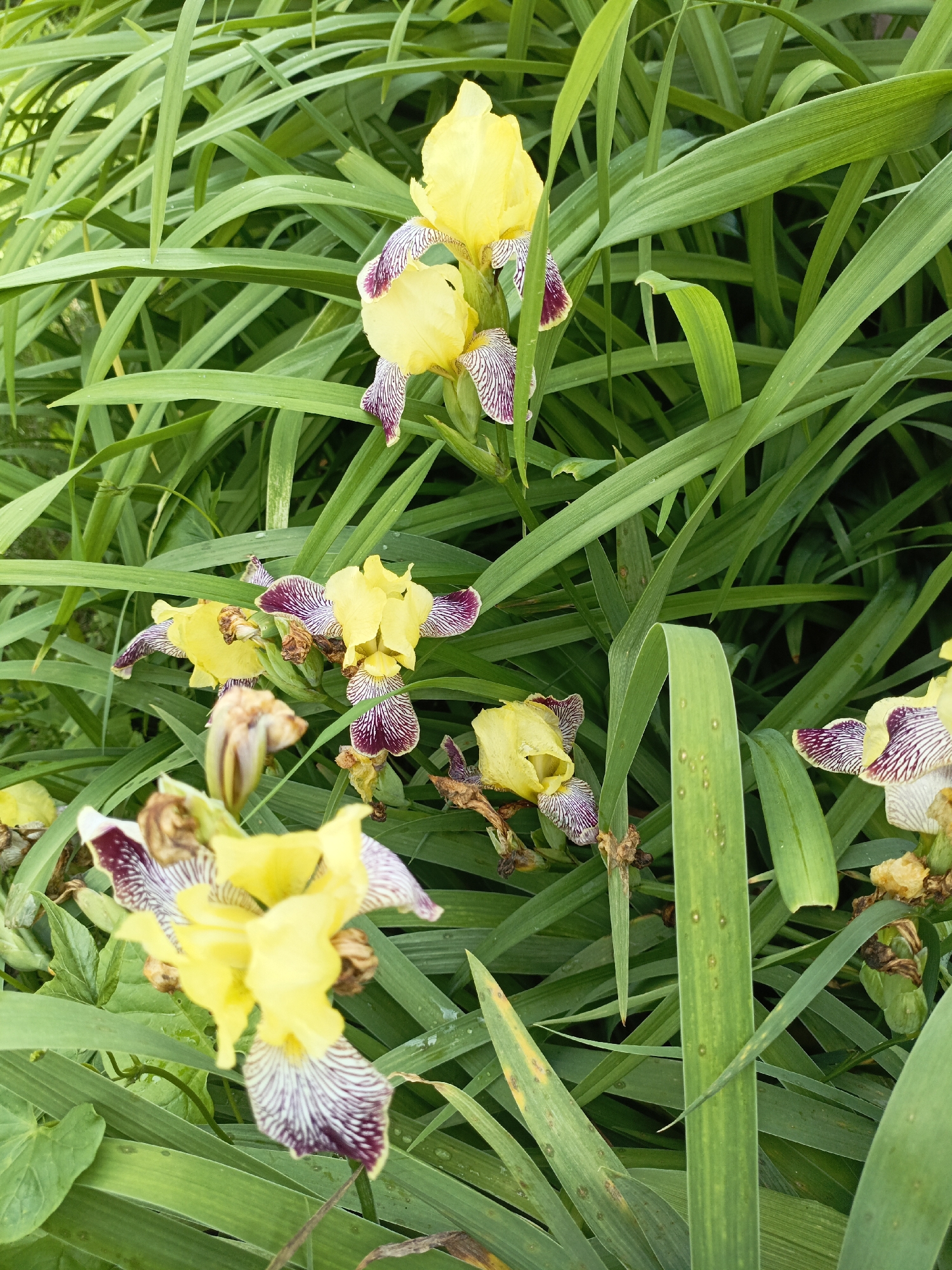 The image shows a close-up view of yellow and purple iris flowers blooming amidst lush green foliage. The flowers have delicate, elongated petals with intricate purple veining against a yellow background. The leaves are long and sword-like, creating a dense, natural backdrop. The lighting suggests it is daytime, with soft shadows indicating overcast or dappled sunlight. The scene appears to be an outdoor garden setting, possibly in Novoznamenskaya 1-Ya, Russia, given the context. There are no people visible in the image.