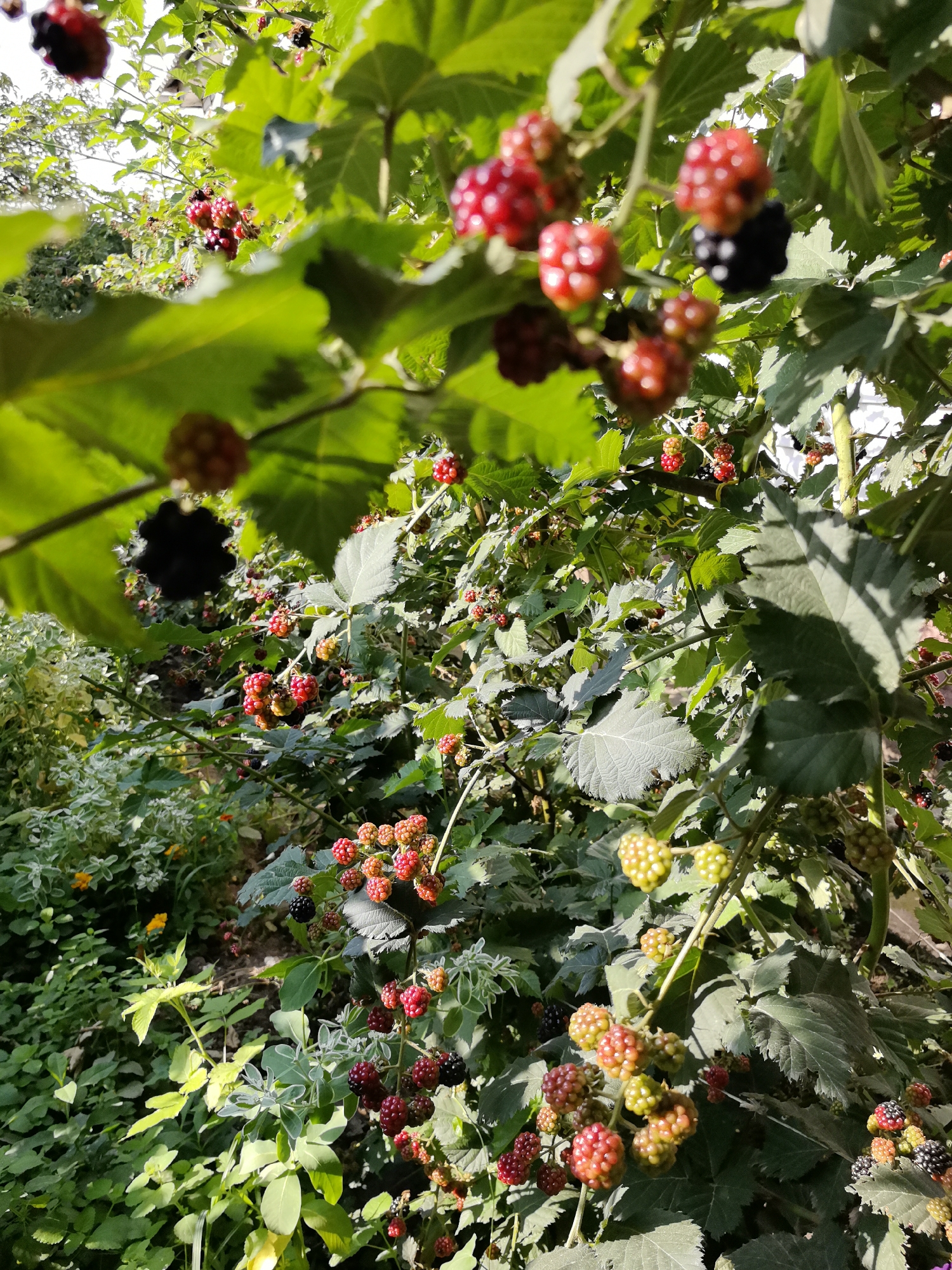 This is a close-up, eye-level, outdoor photograph of a blackberry bush laden with ripening fruit. The berries are in various stages of development, from green and unripe to red and black, ripe fruit. The bush is dense with green leaves and thorny branches, suggesting a natural or garden setting. The sunlight is bright and casts shadows, indicating it is daytime. There are no people or animals visible in the image. The background is out of focus, but appears to be other foliage and possibly a hint of sky or distant trees. The image is sharpest on the branches with the most berries.