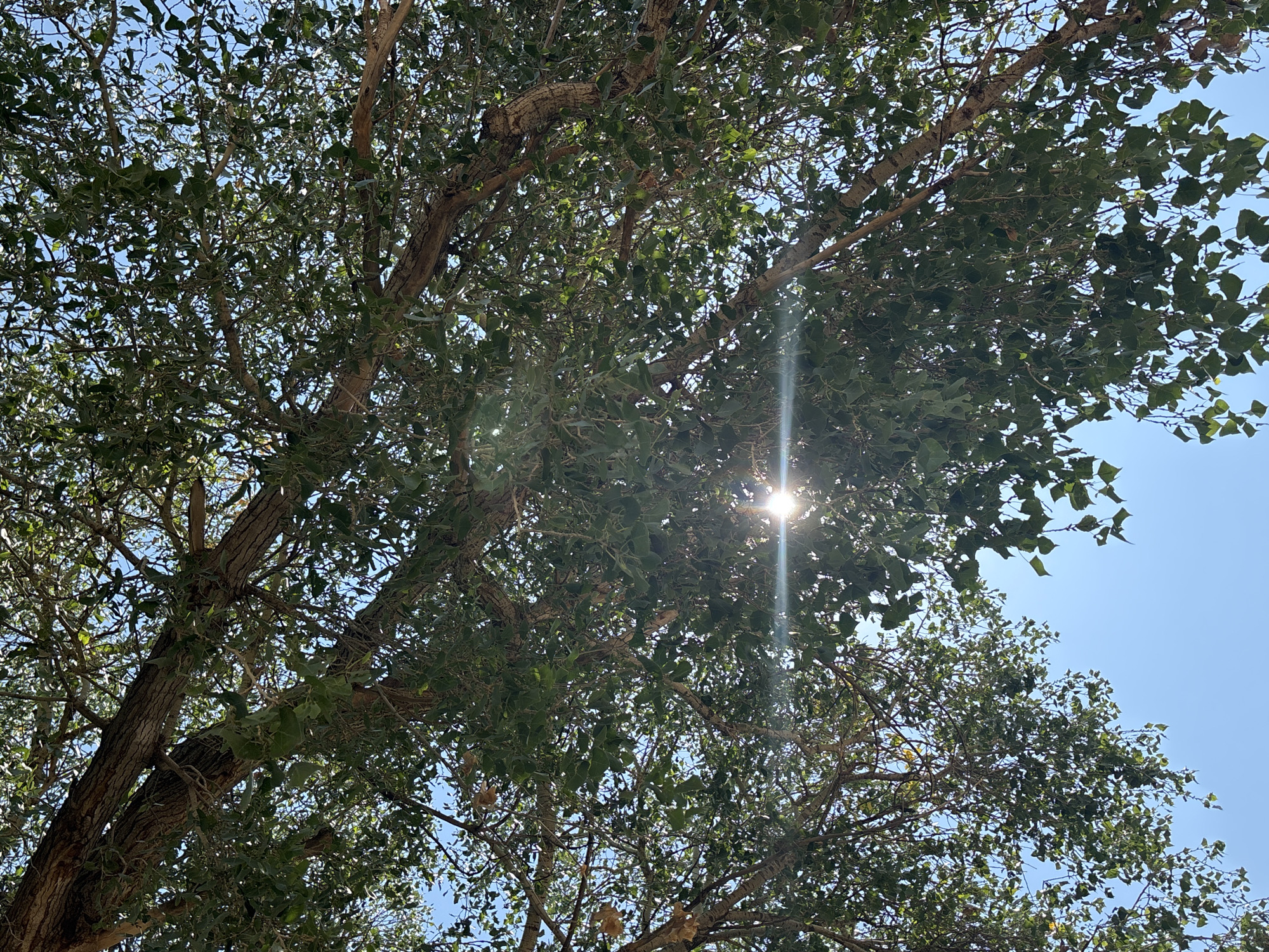 An upward-facing shot captures the dappled sunlight filtering through the lush green leaves and branches of a mature tree. The sun is positioned slightly off-center, creating a bright lens flare that streaks horizontally across the frame. The sky visible through the foliage is a clear, bright blue. The tree's bark, visible on the thick branches, appears rough and textured, with a reddish-brown hue. The scene is set in Prescott Valley, Arizona, United States of America.