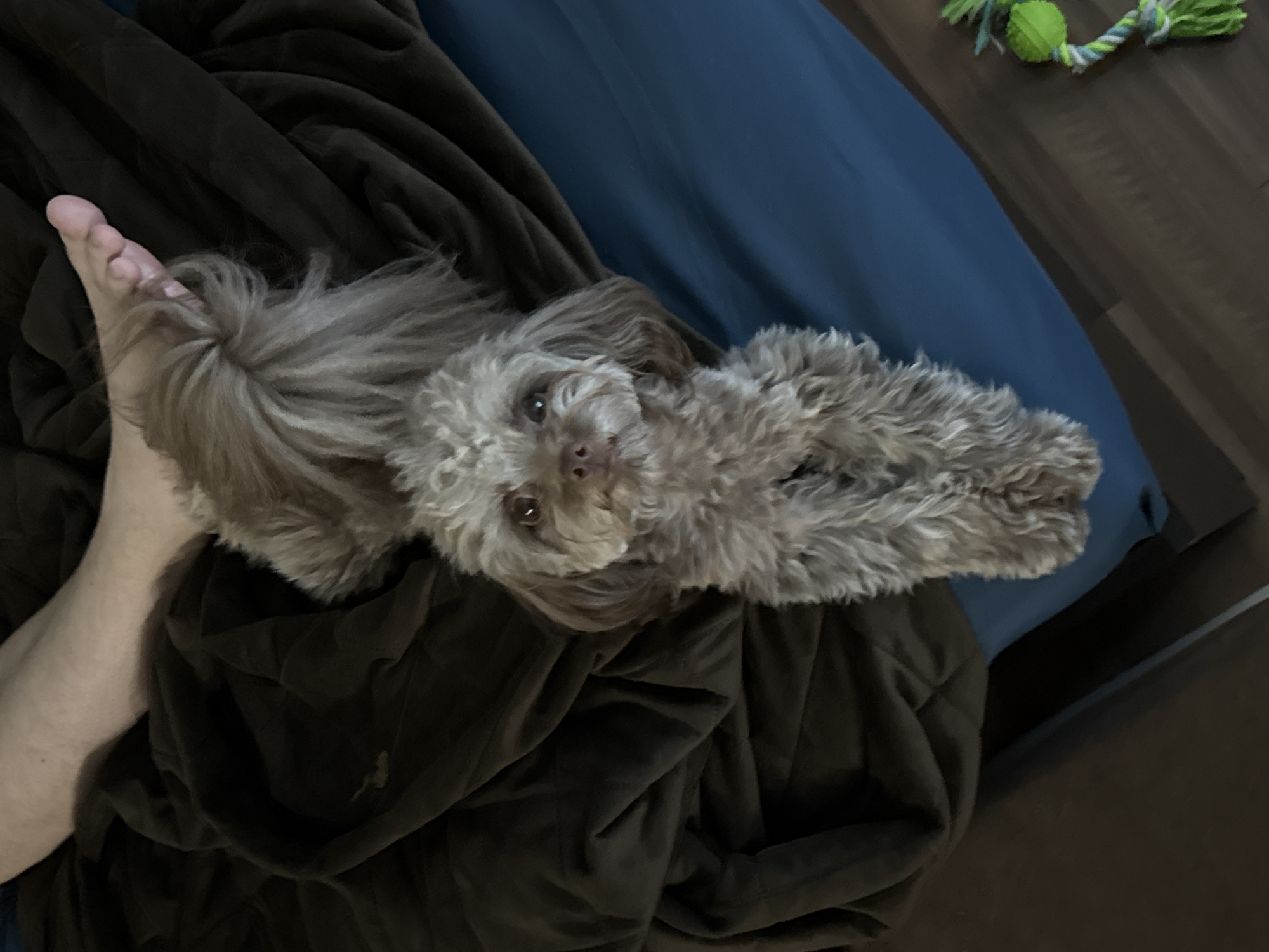 A toy poodle, predominantly brown, is lying on a brown blanket next to a human leg and foot. The dog is positioned head-on, looking directly at the camera with its tail curled upwards. A blue sheet or blanket is visible underneath the brown one, extending to the right side of the frame. In the lower right corner, a green and white dog toy made of rope is visible on a wooden floor. The scene appears to be indoors, possibly a bedroom. The location is stated to be in the city of Khimki, Russia.