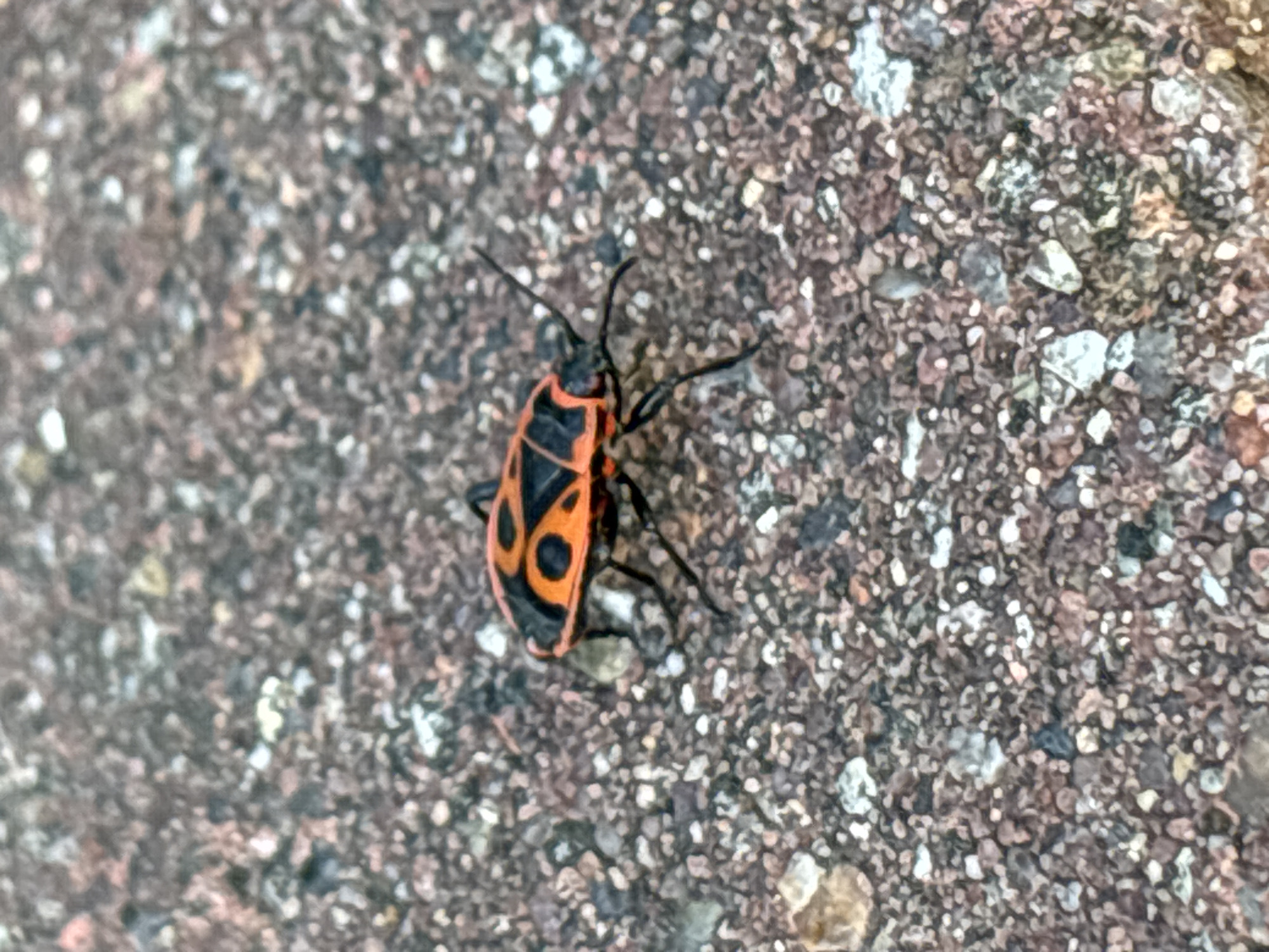 The media file is a close-up, high-angle shot of a brightly colored insect with black and orange markings. The insect appears to be a European firebug (Pyrrhocoris apterus) due to its distinctive color pattern and elongated shape. It is positioned on a rough, textured surface that resembles gravel or broken stone. The surface is composed of small, multicolored particles, predominantly in shades of gray, brown, and white, with some reddish and black flecks. The lighting suggests it is daytime, likely outdoors, given the natural texture of the ground. The insect's antennae are visible, as are its legs, which are dark and slender. The focus is primarily on the insect, with the background slightly blurred, drawing attention to the subject. No people, text, or specific landmarks are visible to provide further context about the exact location or time of day beyond it being daylight. The overall impression is a snapshot of nature, capturing a small creature in its environment. The implied setting is an outdoor surface, potentially a walkway, garden path, or unpaved area in Minsk, Belarus, as per the location context.