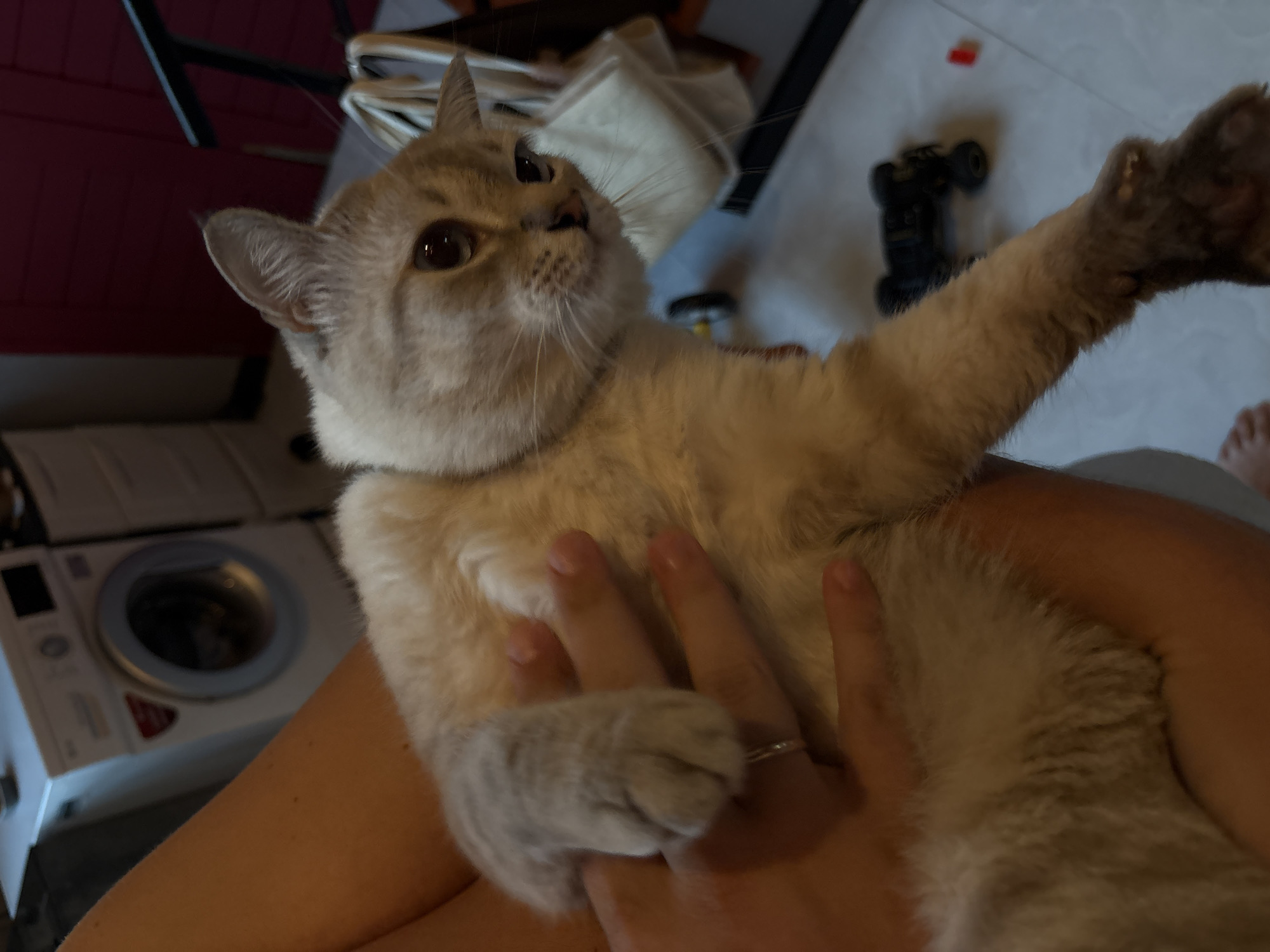 A light-colored cat with tabby markings is being held by a person. The cat's left paw rests on the person's hand, which has a ring on one finger. The cat's face is turned towards the right, with its ears perked. In the background, a white washing machine is visible. The floor appears to be tiled. There is a small black toy vehicle on the floor to the right of the cat. The lighting suggests an indoor environment. The image does not provide any specific geographical information to place it in Choeng Thale, Thailand.