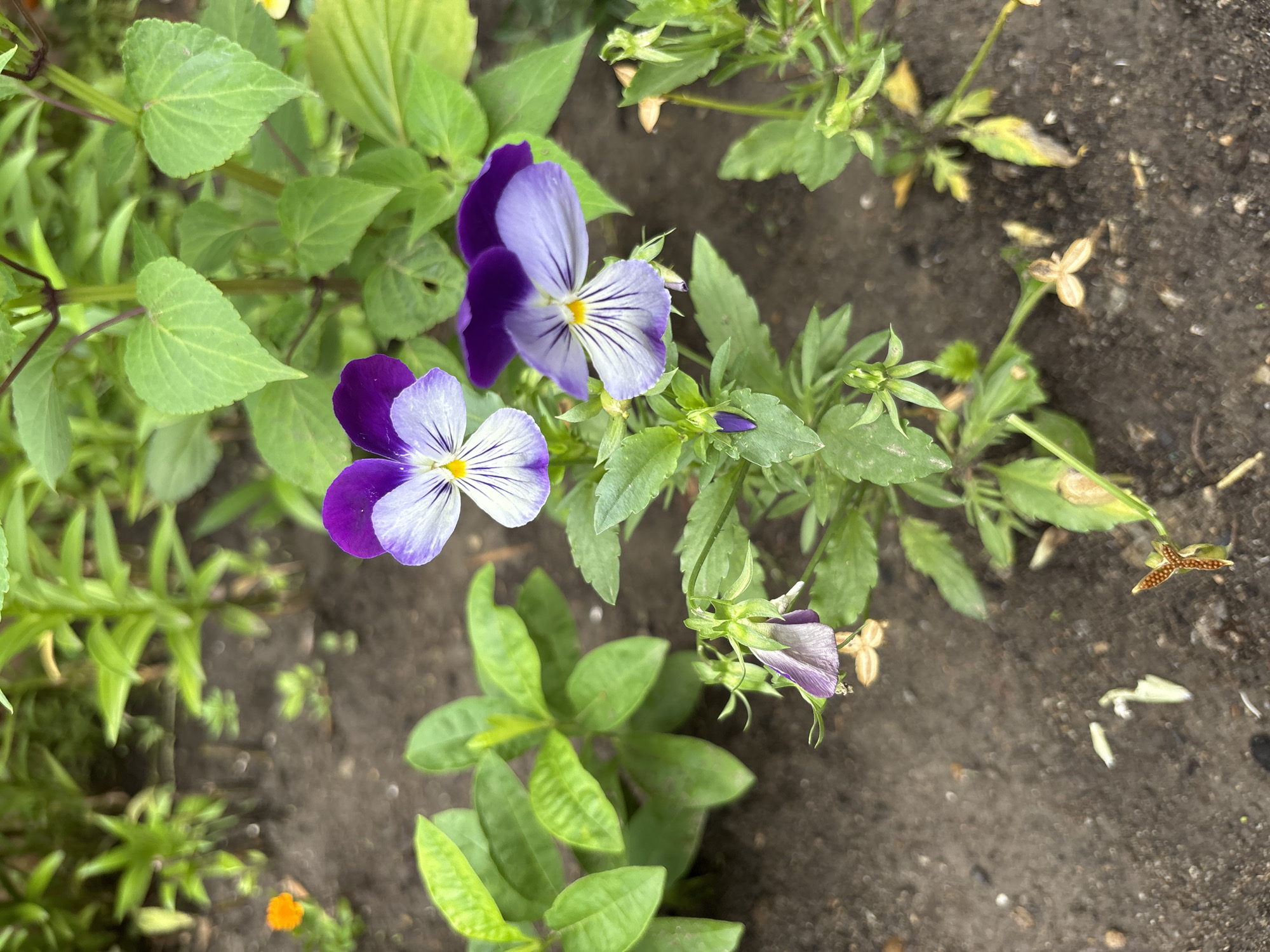 A close-up, eye-level shot captures a cluster of purple and white pansies growing in dark soil. The flowers are in various stages of bloom, with two fully open and vibrant, their petals displaying a striking gradient from deep purple at the edges to pale lavender at the center, marked with thin, dark purple veins radiating from a yellow center. One pansy is partially closed, with its petals drooping slightly. Several green leaves, some showing signs of wilting or damage, surround the flowers. The soil is a rich, dark brown, with scattered small pebbles and some dried plant debris. In the background, out-of-focus green foliage suggests a garden setting. A small, bright orange flower is visible in the upper left corner, adding a splash of contrasting color. The lighting appears natural, indicating an outdoor environment. The image does not contain any people or evidence of human activity beyond the planting of the flowers. This scene is consistent with a garden in Blagoveshchensk, Russia, during the warmer months.