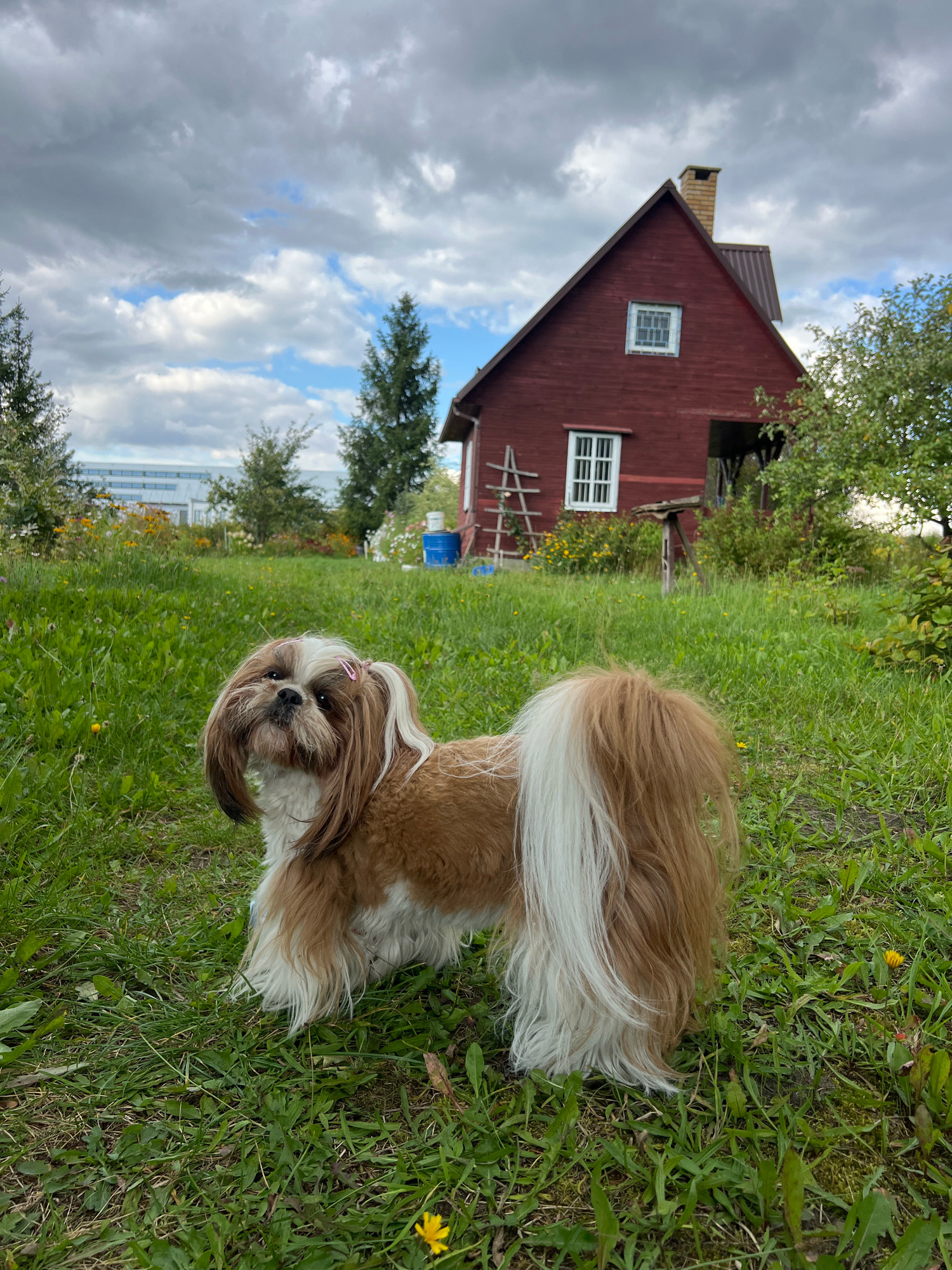 A Shih Tzu dog with white and brown fur stands in a grassy yard in front of a red wooden house. The dog has long, flowing hair and is wearing pink barrettes in its fur. The house has a gabled roof with a brick chimney and several windows. A ladder leans against the side of the house. The yard is covered in green grass with scattered yellow flowers. In the background, there are trees and a long, low building. The sky is cloudy. This scene is located in Fasty, Poland.