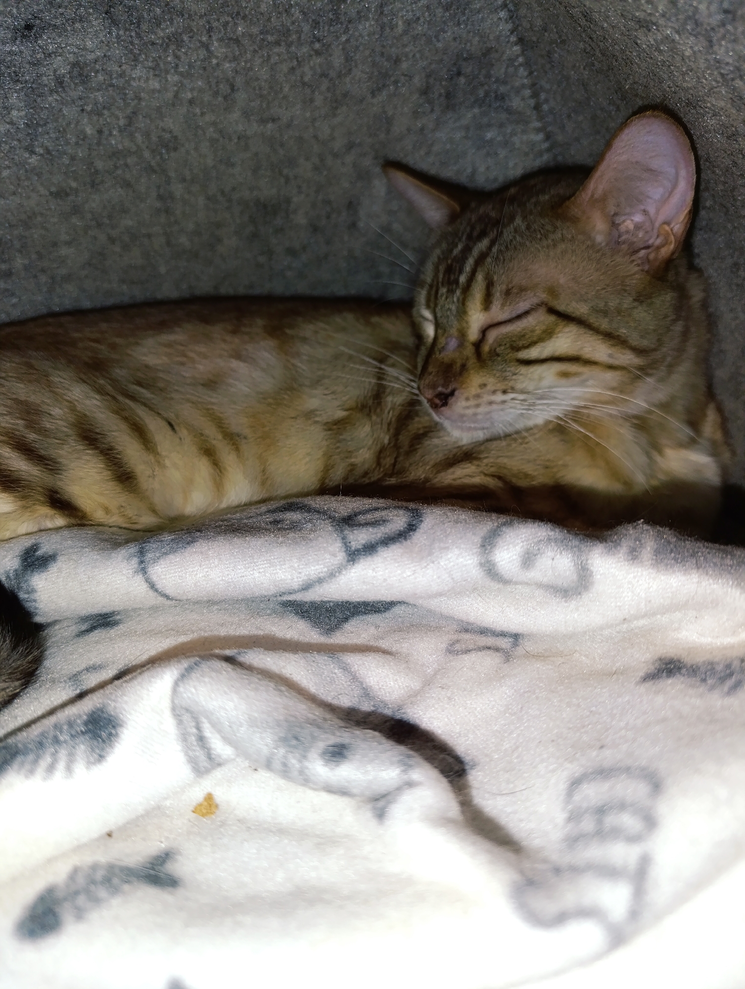 A tabby cat is sleeping on a blanket. The cat is lying down, its eyes are closed, and its ears are upright. The blanket is white with gray drawings. The background is gray. The location is Unknown, Unknown.