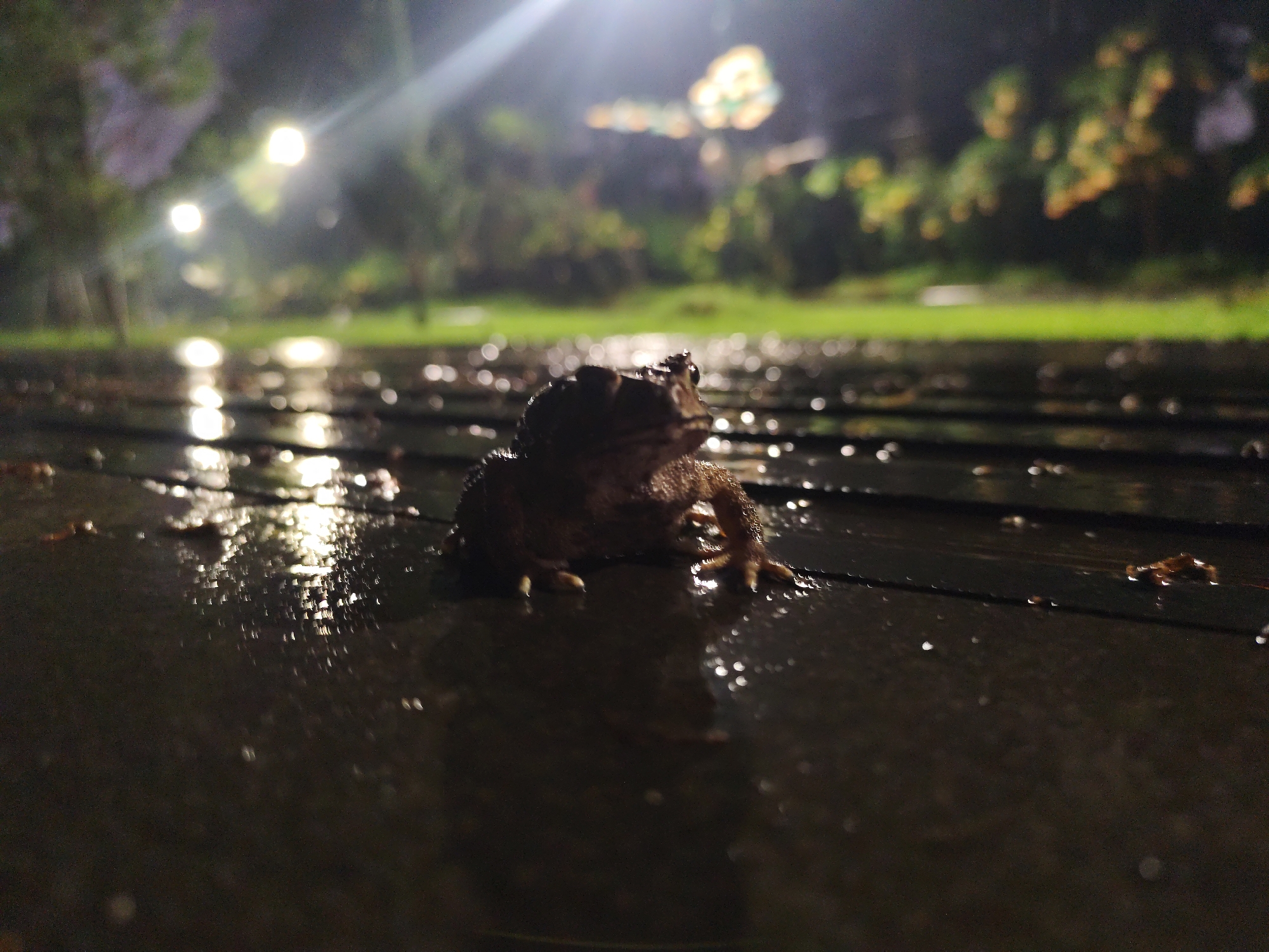 A toad is sitting on a wet wooden surface, likely a boardwalk or deck. The environment suggests an outdoor setting, possibly in Lam Vien - Da Lat, Vietnam given the location information. The scene is illuminated by what appears to be streetlights or other artificial lighting, casting reflections on the wet surface. Background details are blurred, indicating a shallow depth of field, but suggest greenery and possibly buildings. The focus is primarily on the toad, capturing its texture and stance. No people are visible.