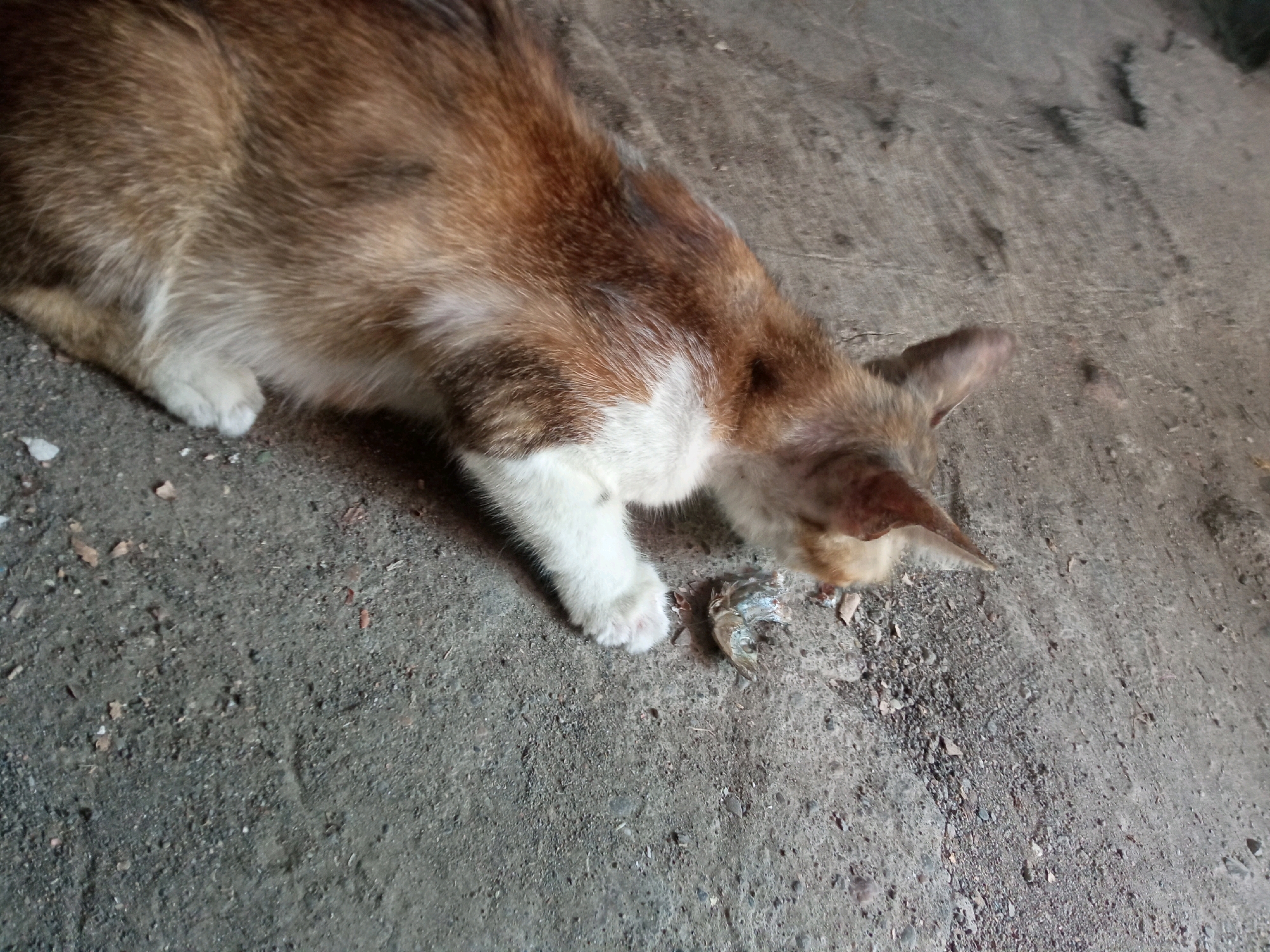 A calico cat, with patches of brown, white, and black fur, is seen in a close-up shot from a high angle. The cat is hunched over, focused on a small, partially eaten piece of shrimp on a rough, concrete surface. Its front paws are near the shrimp, and its head is lowered to eat. The environment appears to be an outdoor, urban setting, possibly in Sambong, Indonesia, given the concrete ground and the general appearance of the surroundings. The lighting suggests it is daytime.