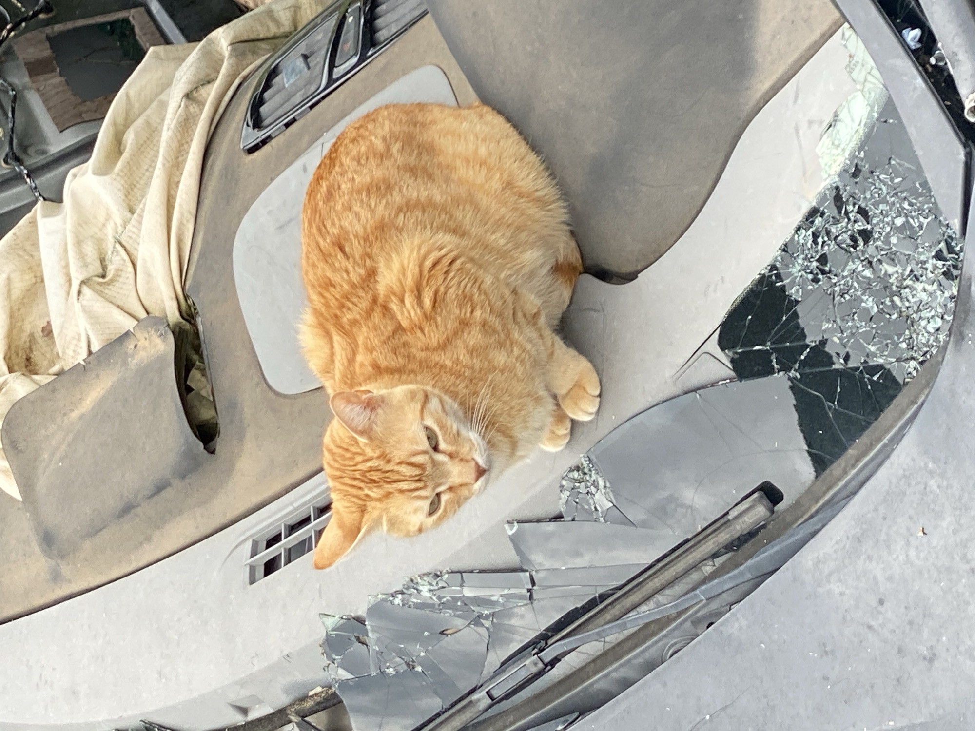A medium shot depicts an orange tabby cat perched on a damaged car in an unspecified location. The car's windshield is severely cracked and splintered, and the dashboard is visible with exposed components. The cat is facing down and to the right. The background is indistinct. The image is taken in daylight, with a focus on the cat and the damage to the vehicle.
