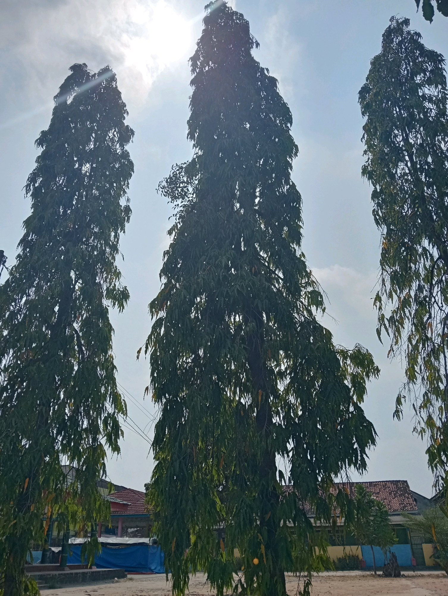The image shows three tall, slender trees with dense green foliage reaching towards a bright, hazy sky with visible sun glare. The trees are positioned in the foreground and middle ground, with their branches extending upwards and some drooping downwards. In the background, a building with a red tiled roof is partially visible behind the trees, suggesting an outdoor location in a populated area. The ground appears to be sandy or dusty. The scene suggests a sunny day in a tropical or subtropical environment. The location is identified as Pringsewu, Indonesia. There are no people or animals visible in the image. The image is a vertical shot, capturing the height of the trees against the sky.