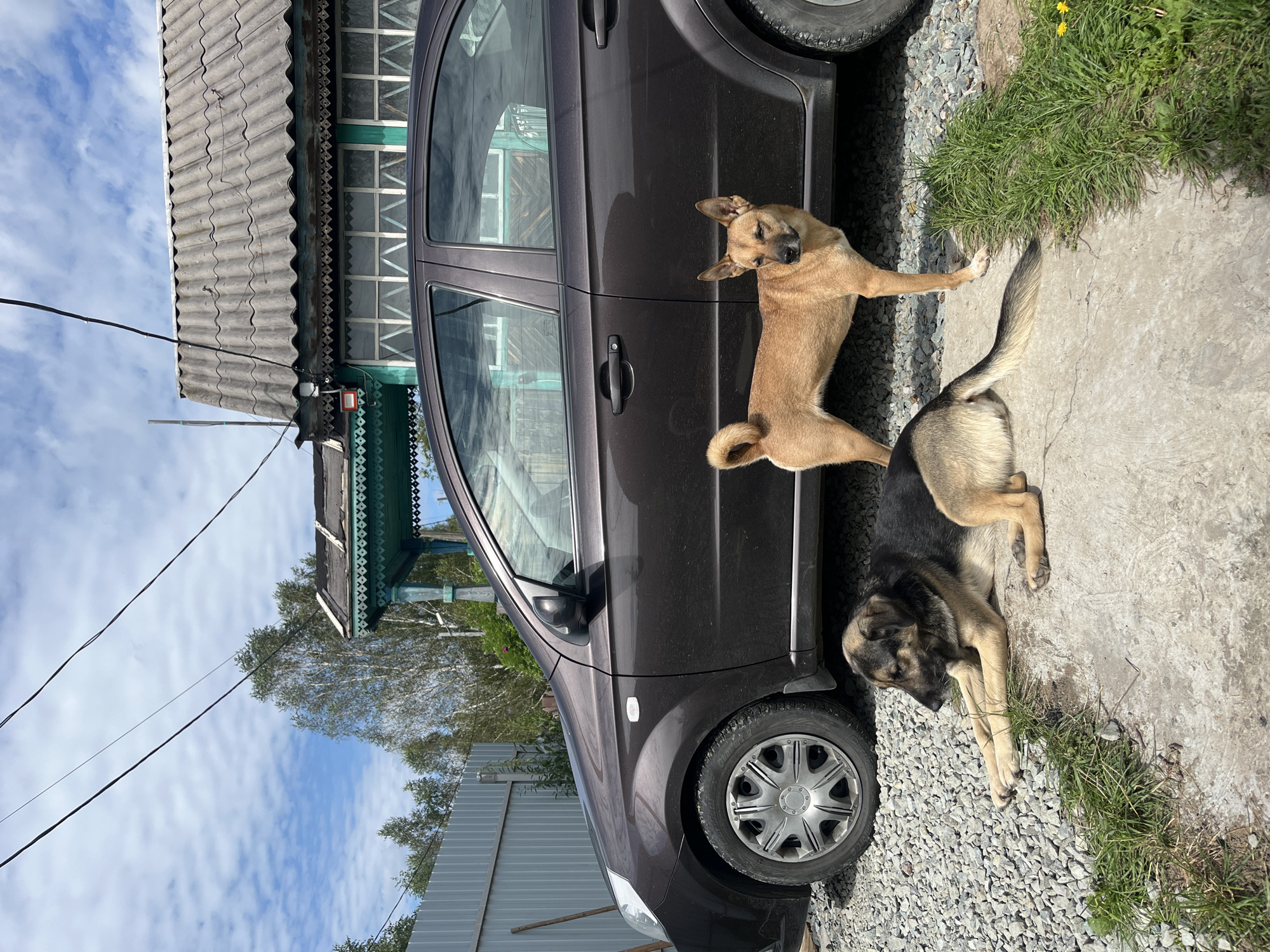Two dogs are in the foreground, one lying down on a concrete path and the other standing next to a dark-colored sedan. The lying dog is a large, dark-colored mixed breed with tan markings. The standing dog is a medium-sized tan mixed breed with upright ears. The car is parked on a gravel surface. In the background, a weathered wooden house with turquoise trim and an old, wavy gray roof is visible. A metal fence runs along the left side of the image. The scene appears to be a rural or suburban setting, possibly in Nizhny Tagil, Russia, given the architectural style of the house and the presence of power lines overhead. The sky is partly cloudy.