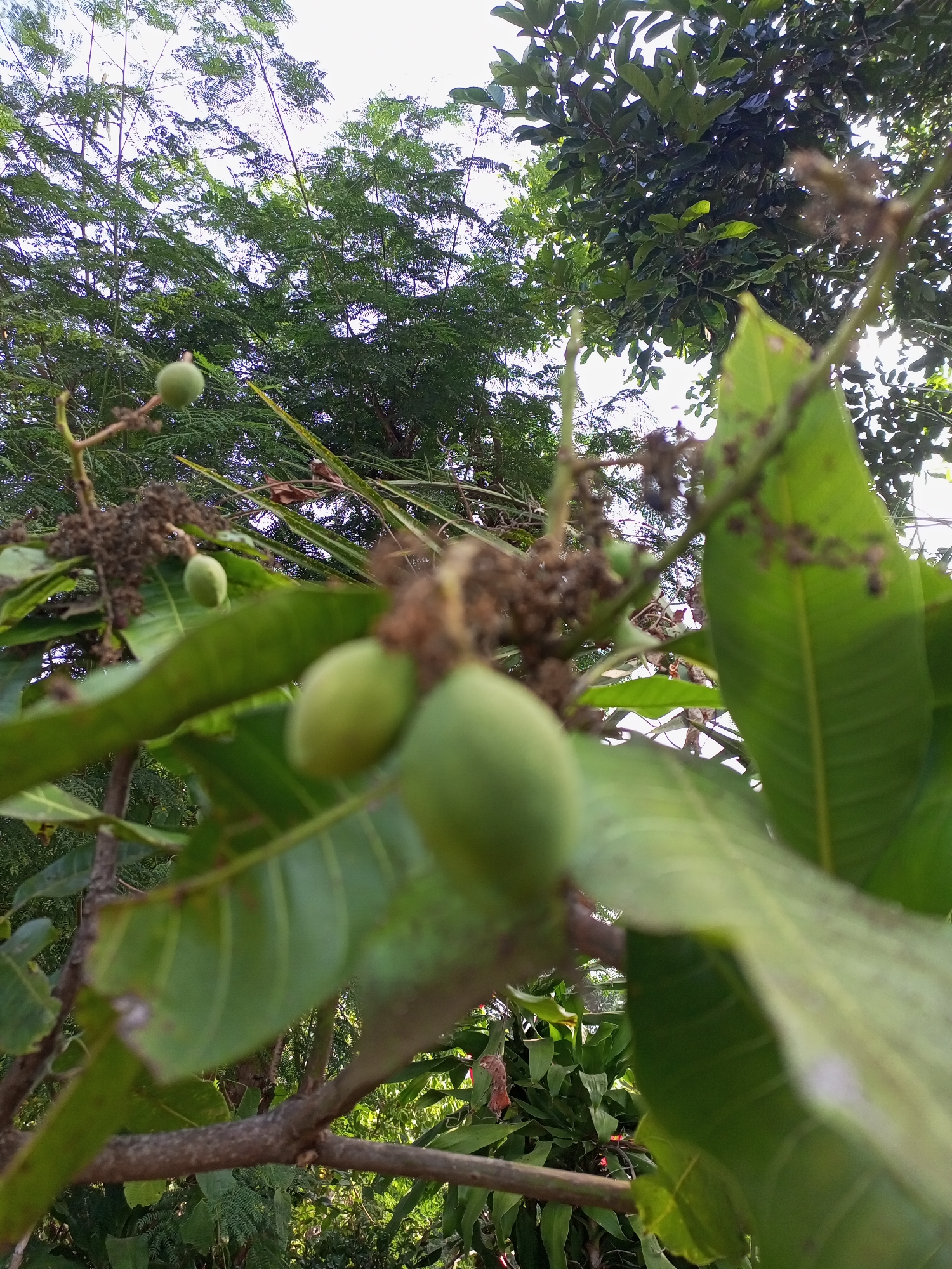 This is a close-up, low-angle shot of a branch on a tree, likely in Jatipurno, Indonesia. The foreground is dominated by several small, green, unripe mangoes hanging from the branch, some in sharp focus and others blurred. Large, vibrant green mango leaves are also prominent, some obscuring the background. The branch itself is brown and textured. In the background, there are more trees with lush green foliage and a bright, overcast sky. The overall scene depicts a natural environment, possibly a garden or orchard, during the daytime. There are no people or animals visible in the image.
