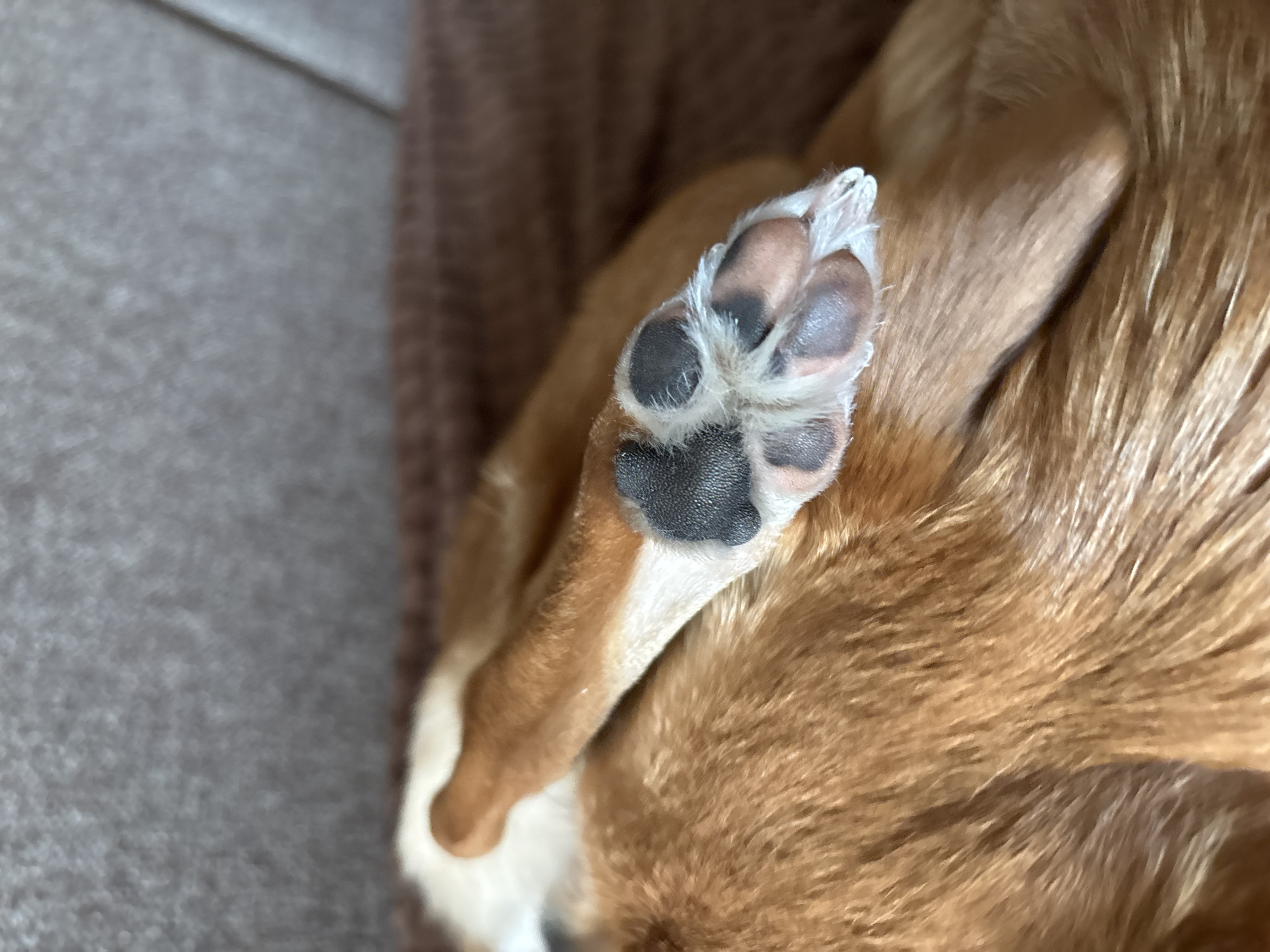The image shows a close-up view of a dog's paw resting on a brown textured surface, likely a blanket or furniture. The paw has black pads and white fur. The dog's fur is a mix of orange and white. The background is a blurred brown texture. There is no information about the location in the city of Inskoy, Russia.