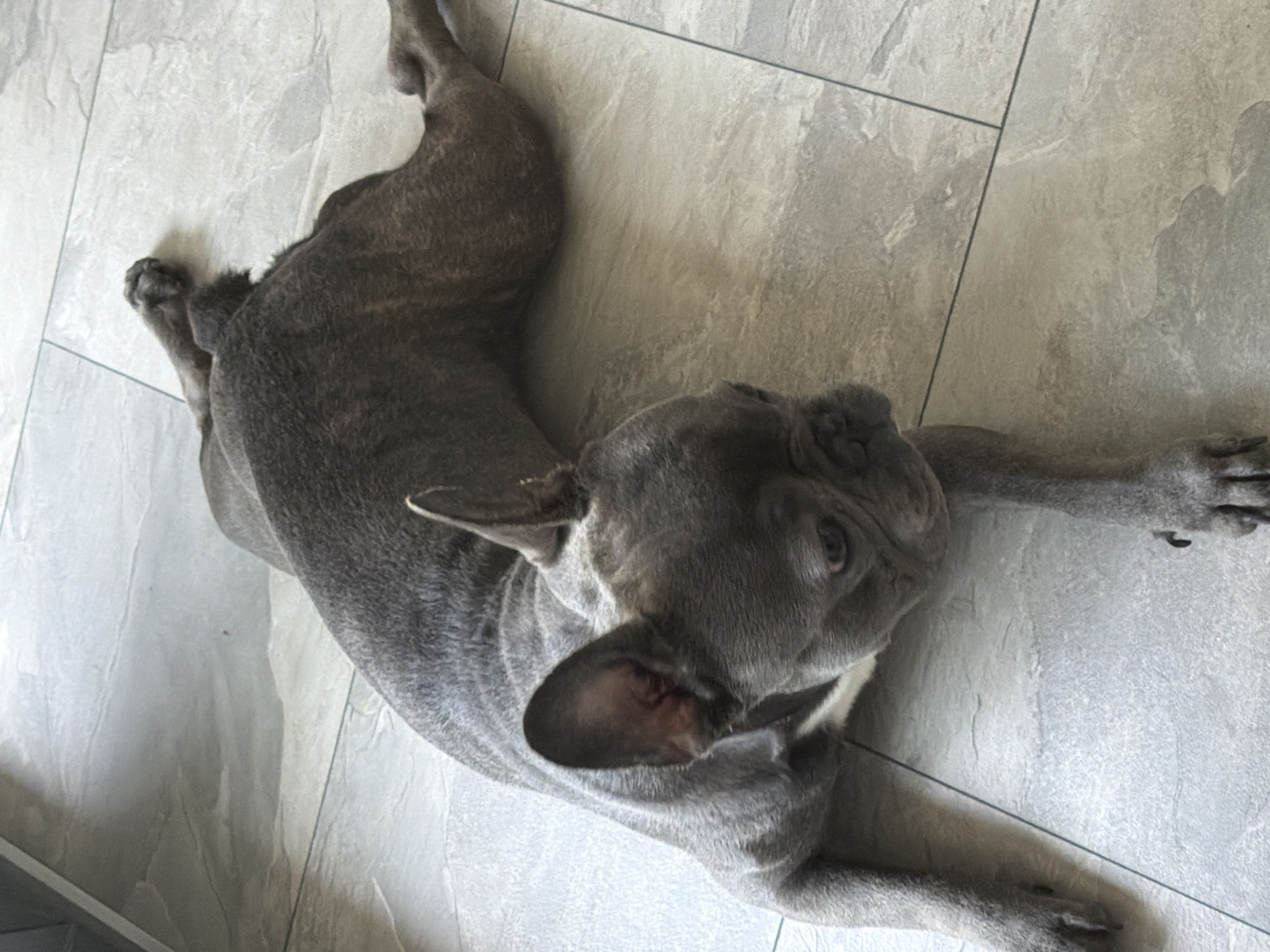 An adult, blue brindle French Bulldog is lying stretched out on a light gray tiled floor. The dog is facing towards the viewer's left, with its head slightly lowered and eyes looking towards the viewer. Its front legs are extended forward, and its hind legs are spread out to the side and back. The dog has a white patch on its chest. The floor tiles are rectangular and have a stone-like texture. The lighting appears to be natural daylight, casting soft shadows. The scene is indoors, possibly in a home.