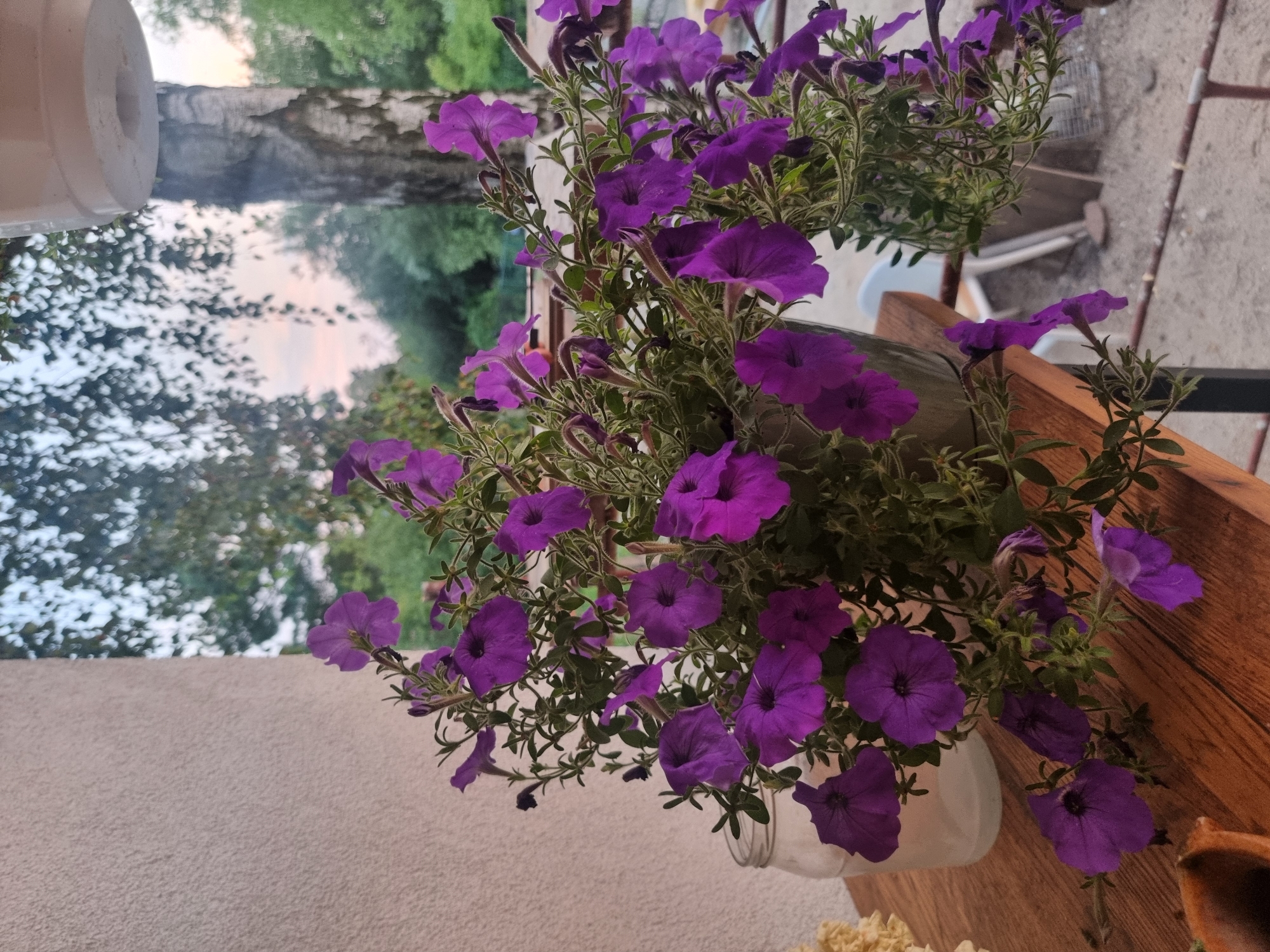 A close-up, eye-level outdoor shot features a cluster of purple petunias in a pot, cascading over the edge of a wooden surface. The flowers, in various stages of bloom, are the central focus, with their vibrant petals contrasting against the muted tones of their green foliage. To the left, a clear glass jar sits on the wooden surface, partially obscured by the flowers. In the background, a textured, light-colored wall is visible on the far left, with the soft, diffused light of dusk or dawn filtering through the leaves of overhead trees. The overall scene is serene and natural, with the petunias appearing to be in a garden or on a balcony in Szczaki, Poland.