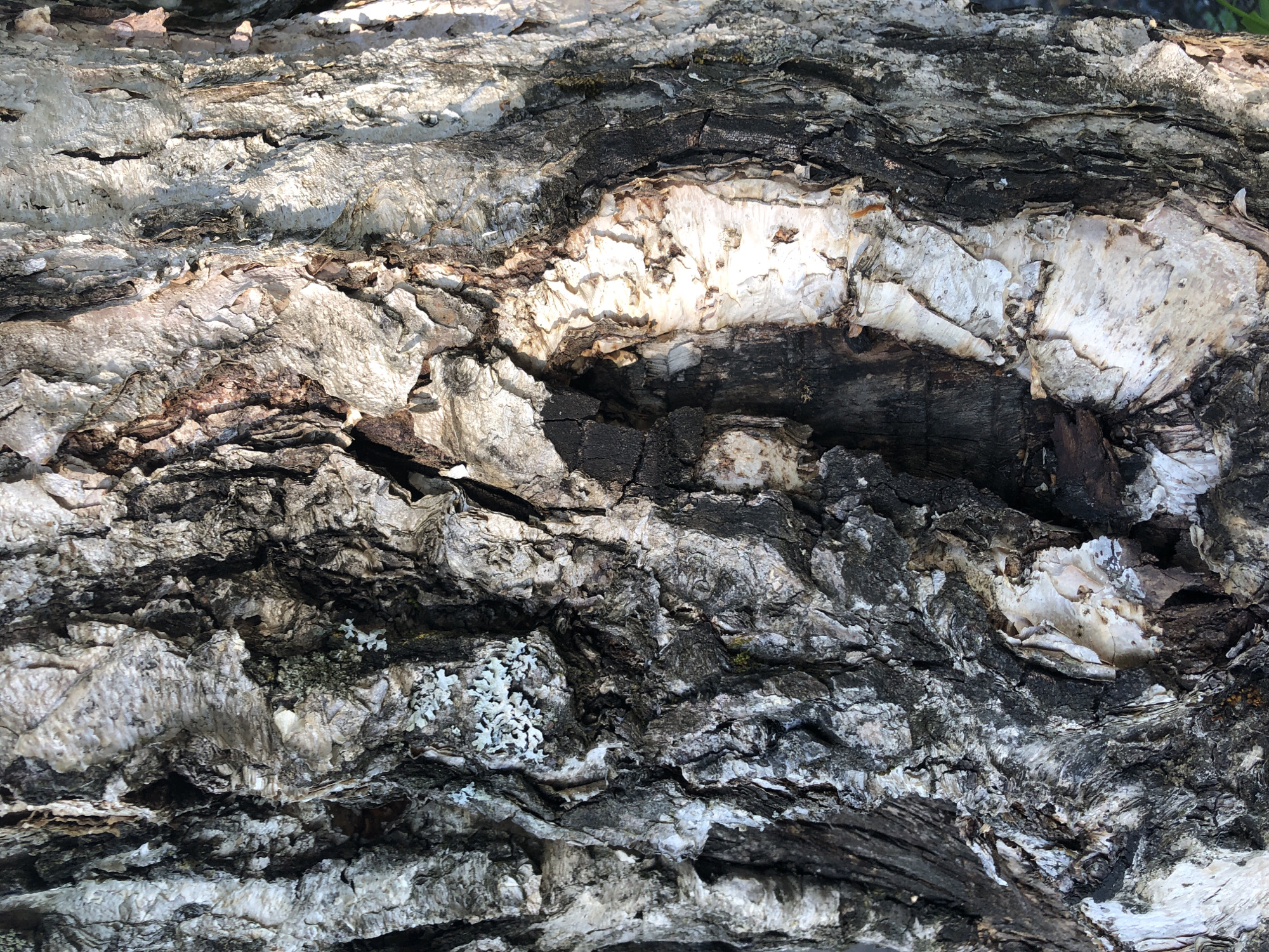 The image displays a close-up, detailed view of a birch tree's bark. The bark exhibits a textured surface with prominent fissures and peeling layers, primarily in shades of gray, white, and dark brown. Some patches of light green lichen are visible on the bark. The lighting suggests it is daytime, casting shadows within the crevices of the bark. The setting is outdoors, with the texture of the bark indicating it is likely a mature tree. The specific location in Yelizovo, Russia, cannot be determined from the image alone. There are no people or animals present in the frame.