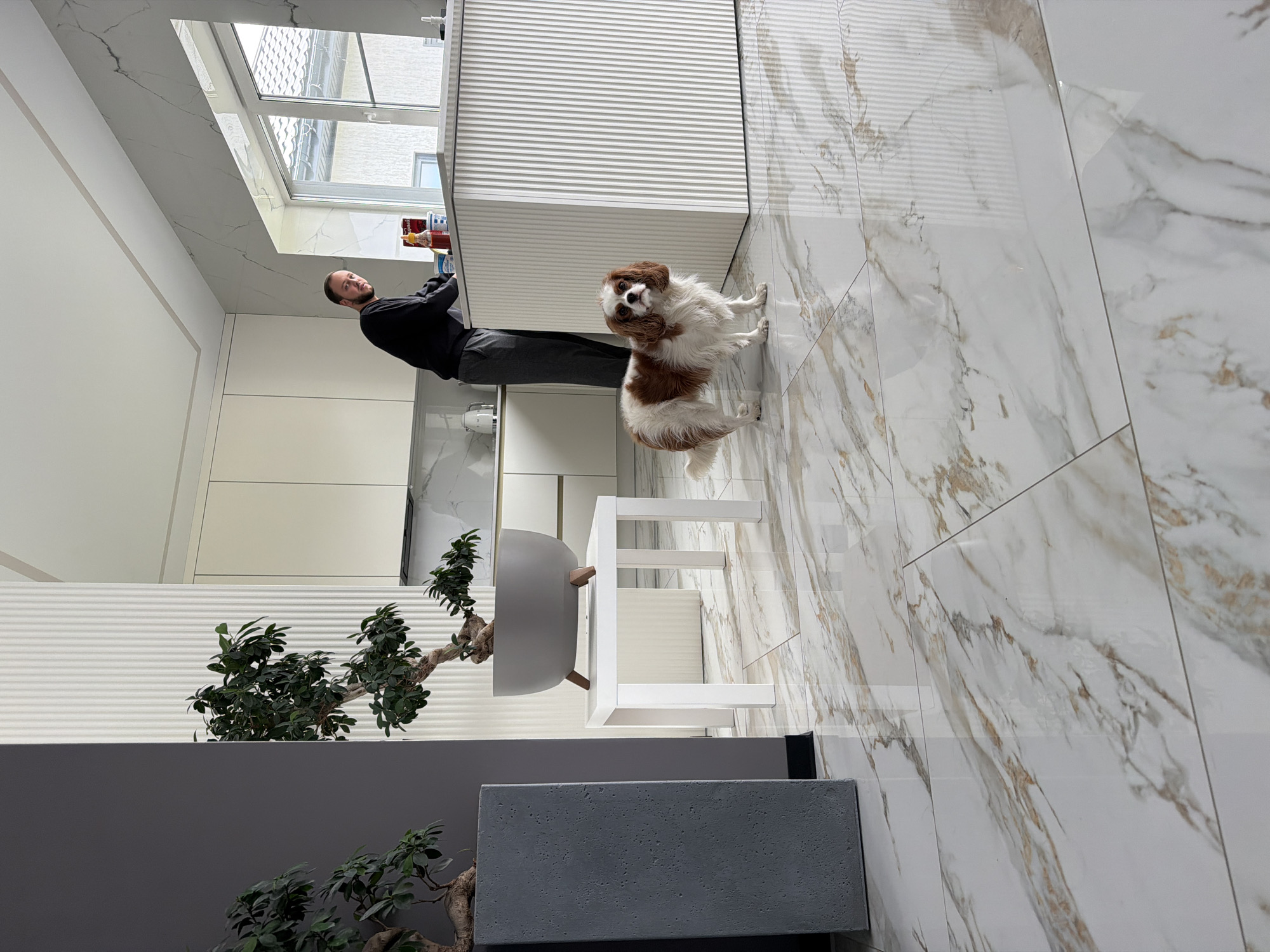 A man in a black sweater and gray pants is standing in a kitchen in what is probably a house, looking into an open cabinet, while a brown and white King Charles Spaniel dog sits on a marble-tiled floor nearby. To the left of the man and dog, there is a small white table, and to the left of the table is a gray container with a bonsai tree inside. Behind the gray container, there is a gray wall with another bonsai tree in front of it. The man and dog are in a kitchen area with white cabinets and marble-tiled floors. The photograph was taken at an angle. There is no clear indication of the photograph being taken in the city of Молодежный, Russia.