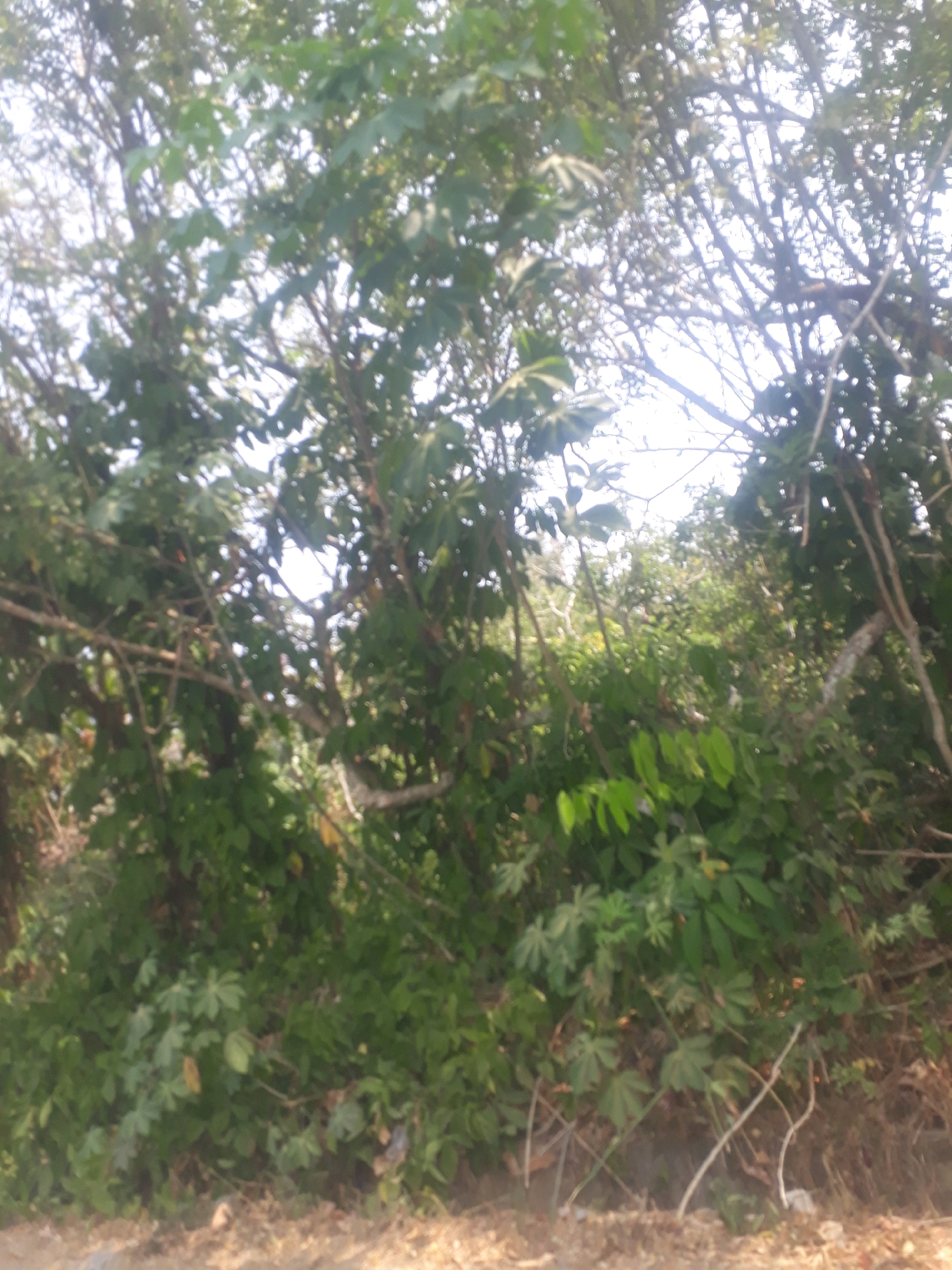 The image depicts an outdoor scene with dense foliage, including trees and shrubs, in what appears to be a natural or semi-natural environment. The sunlight filters through the leaves, creating a dappled lighting effect. The ground in the foreground is covered with dirt and dry leaves, suggesting it is unpaved. The overall impression is one of lush vegetation. While the image provides a visual snapshot, it does not contain specific landmarks or contextual information that would definitively place it within the city of Pangkalpinang, Indonesia. There are no people or discernible objects that would suggest a specific activity or interaction.