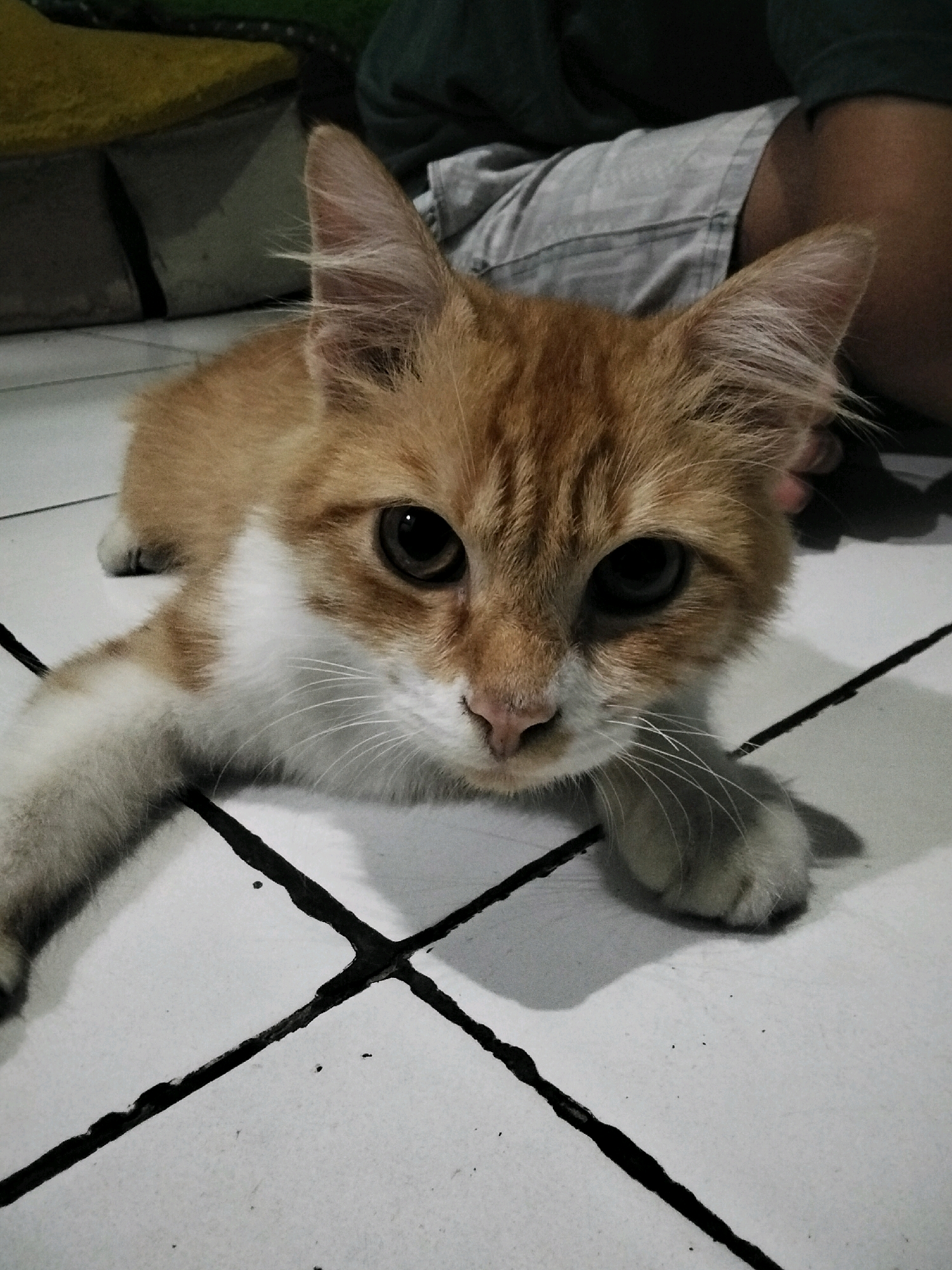 A ginger and white cat lies on a tiled floor in Simo Angin Angin, Indonesia. The cat is facing the camera, with its eyes wide open. Its fur is short and soft, with stripes on its head and back. The cat's paws are extended in front of it. The floor is made of white tiles with black grout lines. In the background, a person is sitting, wearing grey shorts and a dark t-shirt. The environment appears to be indoors, with furniture visible behind the cat.