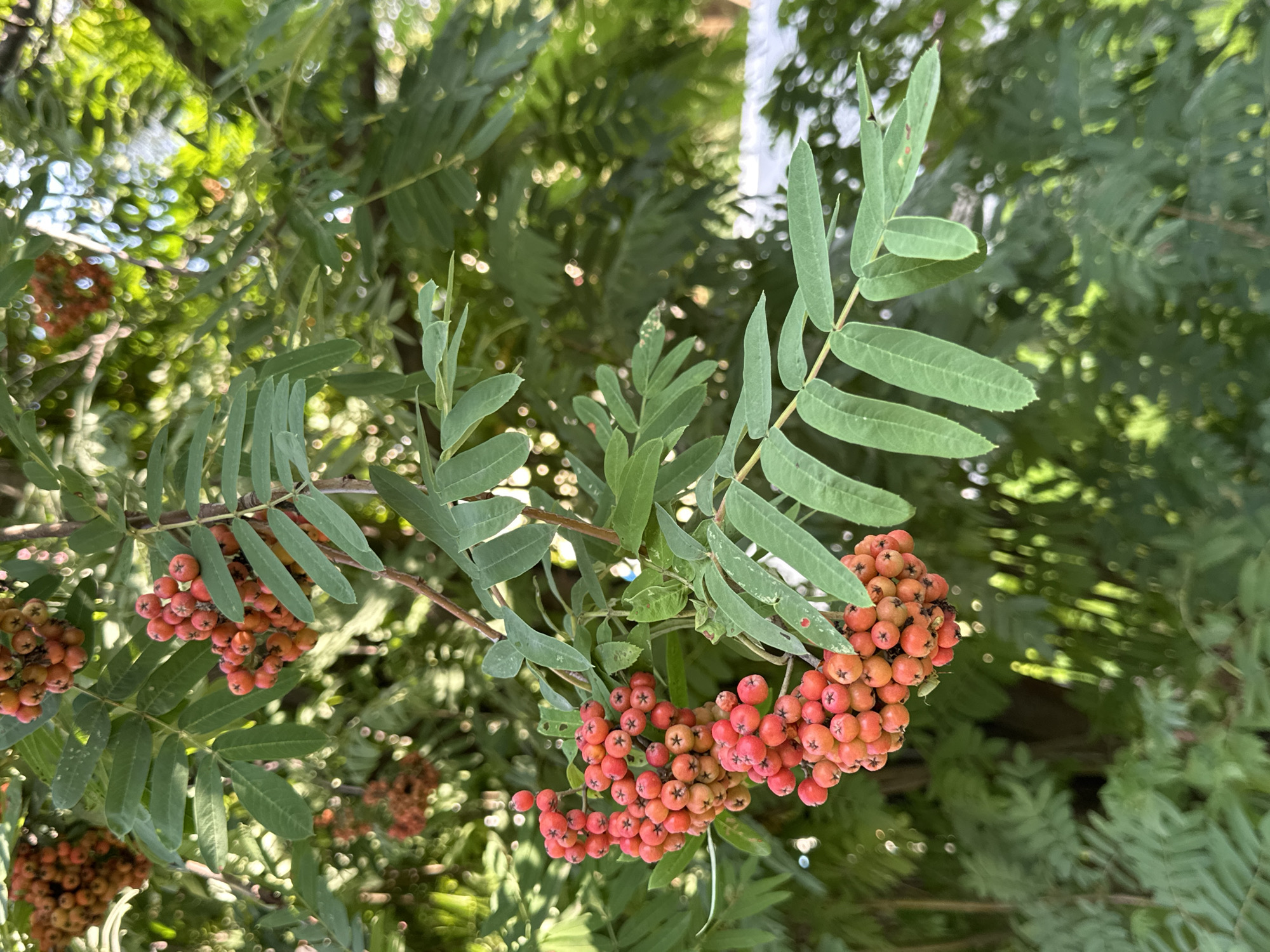 The image shows a cluster of bright red rowan berries hanging from a branch amidst green leaves. The berries are small and round, grouped together in a dense cluster. The leaves are compound, with multiple leaflets attached to a central stem. The background is a blur of green foliage and dappled sunlight, suggesting an outdoor setting. The image appears to be taken in Uray, Russia, given the context. There are no people or animals visible in the image. The focus is solely on the natural elements of the rowan tree.