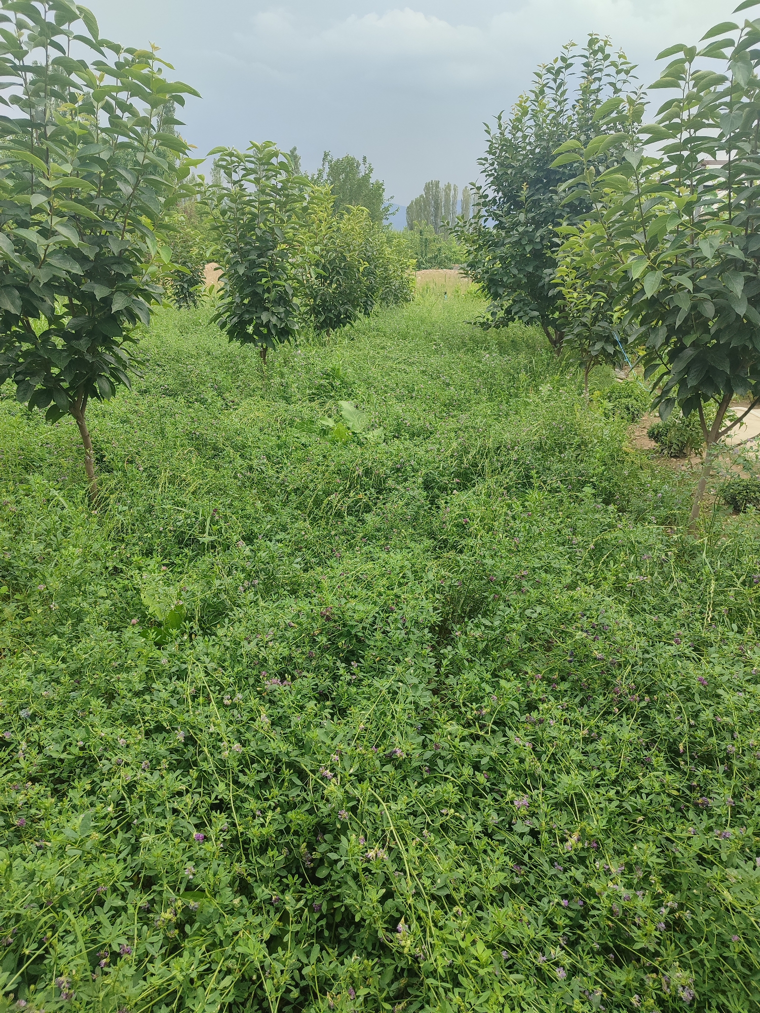 The image depicts an outdoor scene in a rural or semi-rural area, likely in or around the city of Жаңы-Абад, Kyrgyzstan, characterized by lush green vegetation. In the foreground, a dense carpet of low-lying green plants, possibly clover or alfalfa, covers the ground, interspersed with a scattering of small purple flowers. Several young trees with green leaves are planted in rows, their trunks visible above the ground cover. These trees appear to be of a uniform size and age, suggesting they are part of an orchard or a planted grove. In the background, taller trees and some distant structures or natural formations are visible under an overcast sky. The overall impression is one of natural growth and cultivation. There are no people or animals visible in the image.