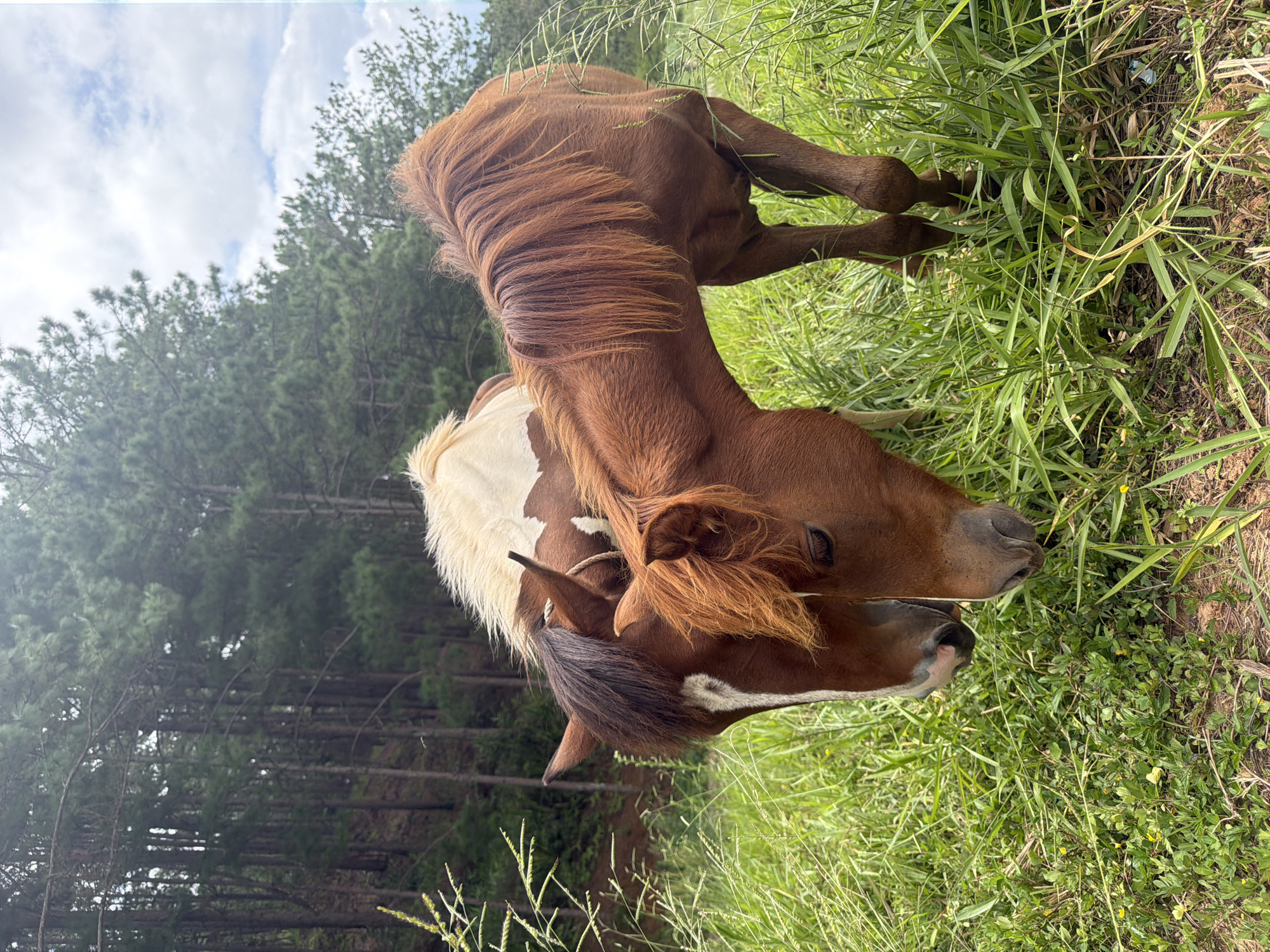 Two horses are grazing in a grassy field. The horse on the left is brown and white, with its head down and partially obscured by the horse on the right. The horse on the right is a solid reddish-brown color and is positioned in front of the other horse, also with its head down grazing. The background consists of a dense pine forest on a gentle slope. The sky above is cloudy with patches of blue. The overall scene depicts a natural, rural setting, likely on the outskirts of Da Lat, Vietnam, a city known for its pine forests and cooler climate.