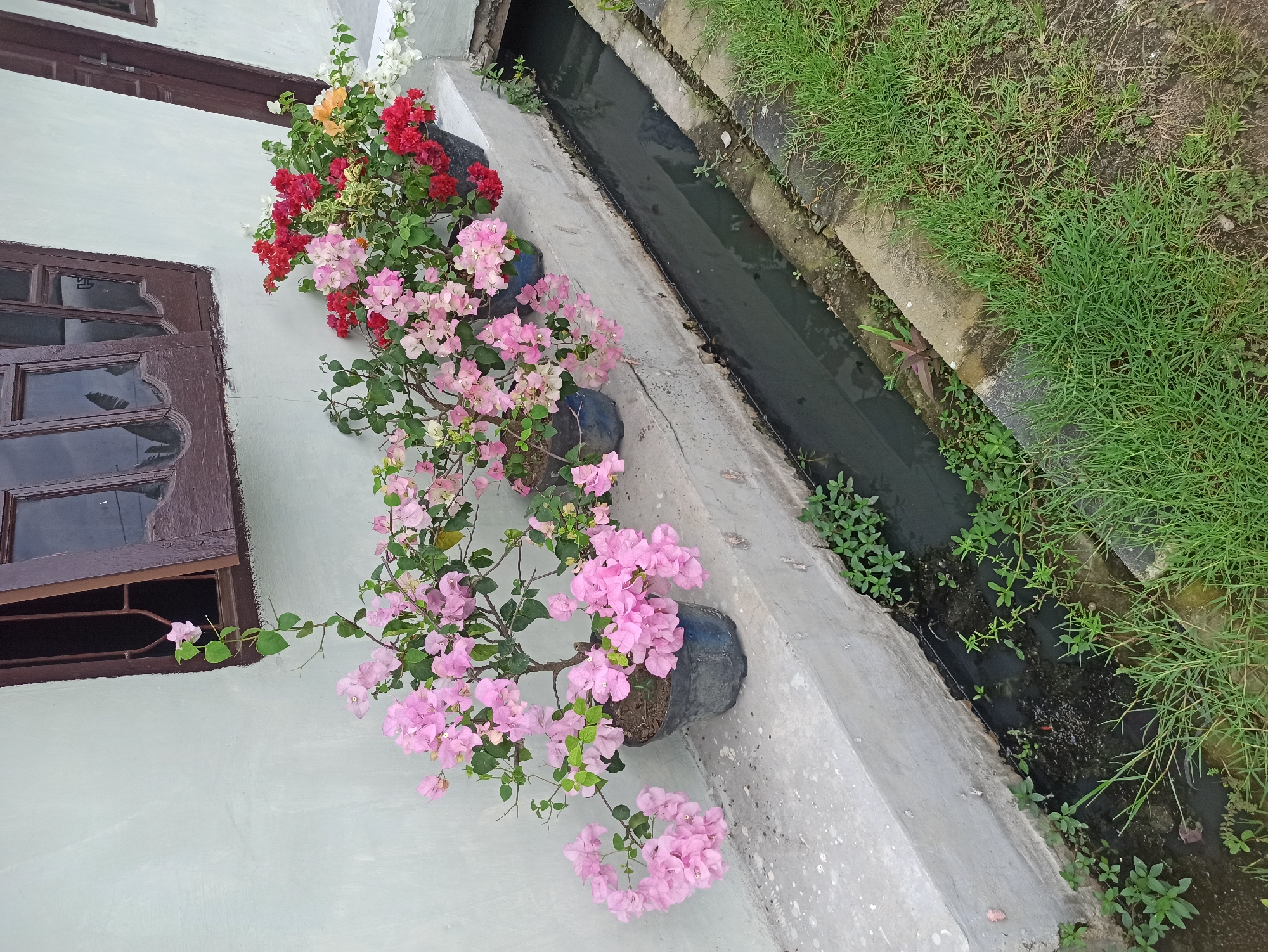 The image depicts a row of potted bougainvillea plants with vibrant pink, red, and white flowers lining a concrete ledge. The ledge overlooks a narrow, dark water channel. Behind the plants, a textured, light-colored wall is visible, with a wooden-framed window partially open. The scene appears to be in an outdoor setting, possibly a courtyard or garden area. The presence of the water channel and the style of the building suggest an urban environment in a tropical climate. The specific location within the City of Medan, Indonesia, is suggested by the characteristic architecture and vegetation.
