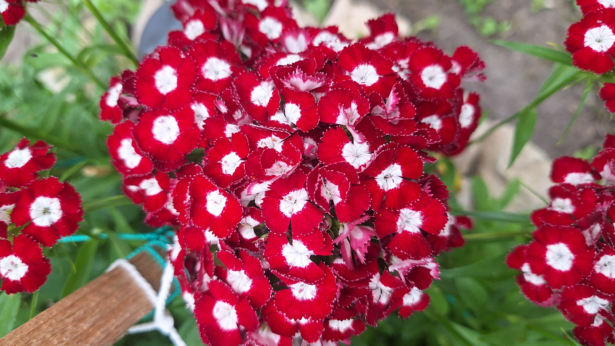 This media file is a close-up, eye-level shot of a cluster of vibrant red flowers with white centers. The flowers appear to be Sweet William (Dianthus barbatus), characterized by their fringed petals and the distinctive eye-shaped white marking. They are in full bloom, densely packed together, forming a round, voluminous head of flowers. The individual petals have serrated edges, creating a delicate, almost lacy appearance.
The background is softly blurred, revealing hints of green foliage, suggesting an outdoor garden setting. A wooden stake or branch, possibly used as a support for the plant, is visible on the left side of the frame, wrapped with white twine and a thin turquoise string. The lighting suggests it is daytime, with a soft, diffused light that highlights the colors of the flowers without harsh shadows. The overall mood is cheerful and natural, emphasizing the beauty of the flowers. There is no visible text in the image. The location is unknown, but a prompt suggests it might be Latvia.