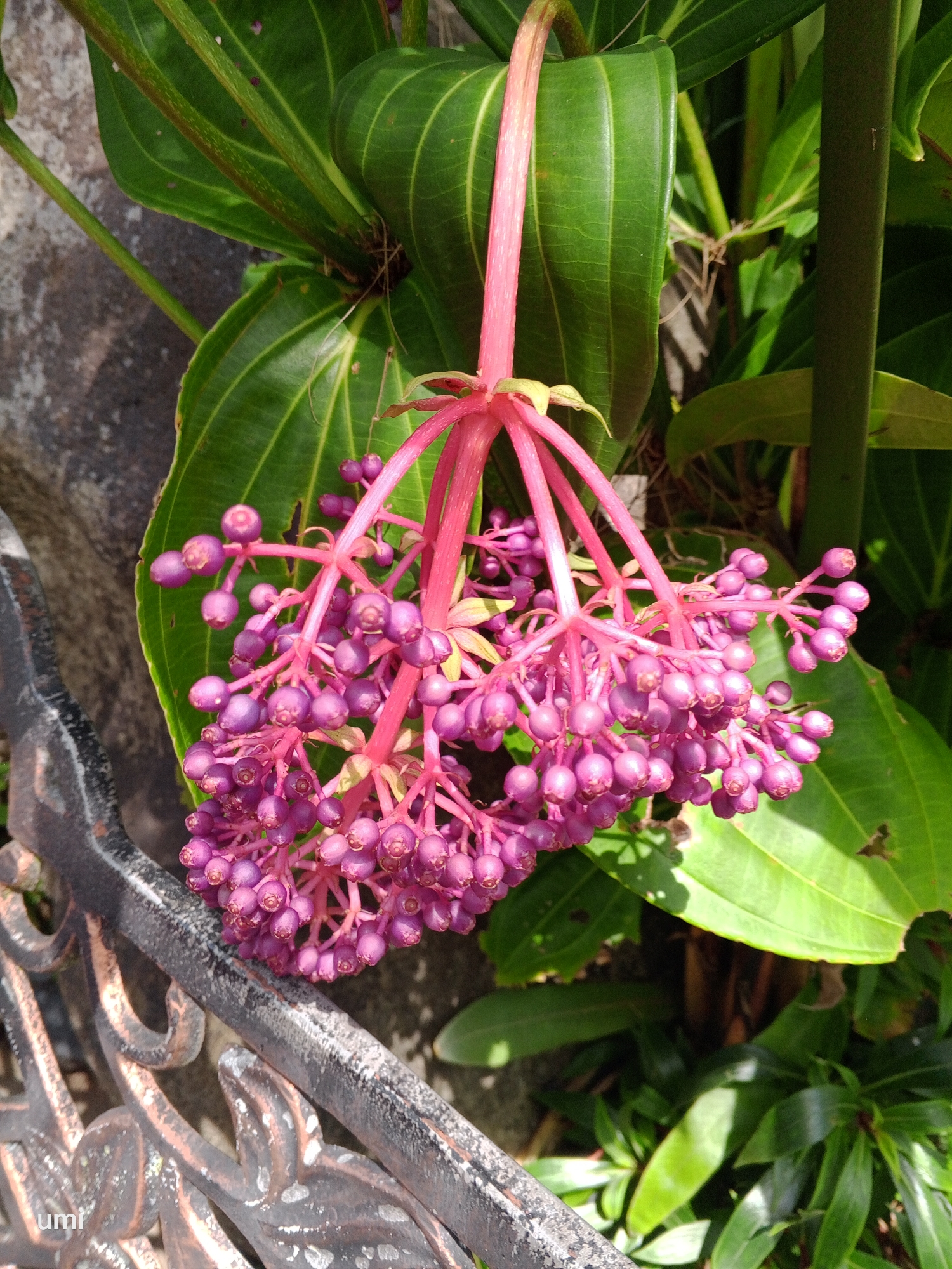 A cluster of small, bright purple berries hangs from a thick, pink stem, which in turn is attached to a larger plant with broad green leaves. The berries are tightly packed together, forming a pendulous arrangement. The plant appears to be outdoors, with sunlight illuminating the berries and casting shadows on the leaves. A grey, textured surface, possibly a wall or stone, is visible in the background, along with a dark, ornate metal railing in the foreground. The overall scene suggests a close-up view of a flowering or fruiting plant in a garden or natural setting. There are no people or animals present in the image.