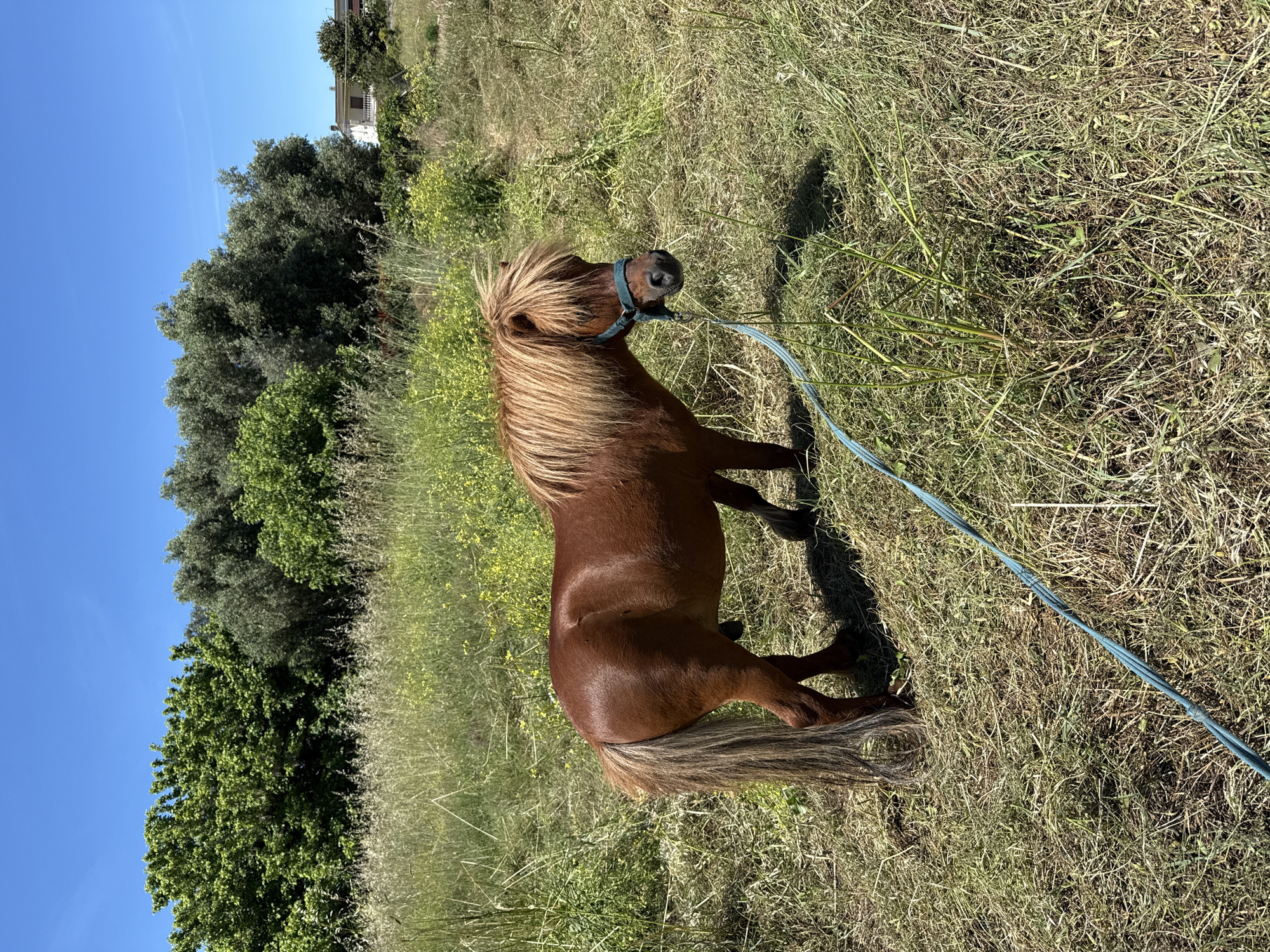 A brown pony stands in a field of dry grass under a clear blue sky. The pony has a long, light-colored mane and tail and is wearing a blue halter and lead rope. The lead rope is stretched out across the grass. In the background, there are trees and a building. The photograph was taken in Aprilia, Italy.