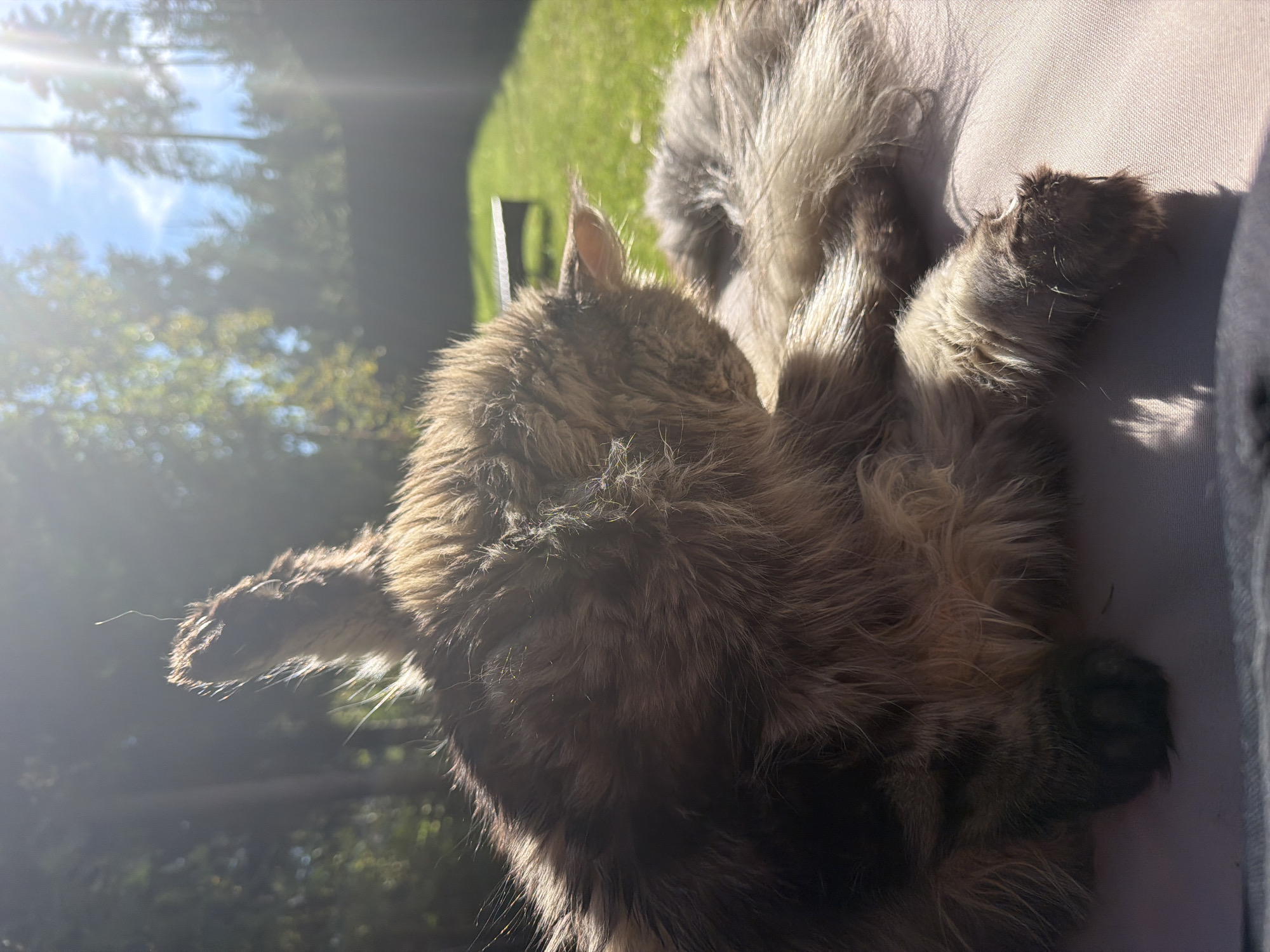A fluffy, brown and tan cat is grooming itself outdoors in what appears to be a backyard. The cat is lying on a light-colored, textured surface, possibly an outdoor cushion or furniture. Sunlight streams in from the upper right, creating bright highlights and lens flare, and casting shadows. The background consists of a green lawn, trees, and a bright blue sky with some wispy clouds. A dark silhouette of what might be a bench or table is visible in the middle ground. The scene suggests a warm, sunny day. This location is in Ленинское, Russia.