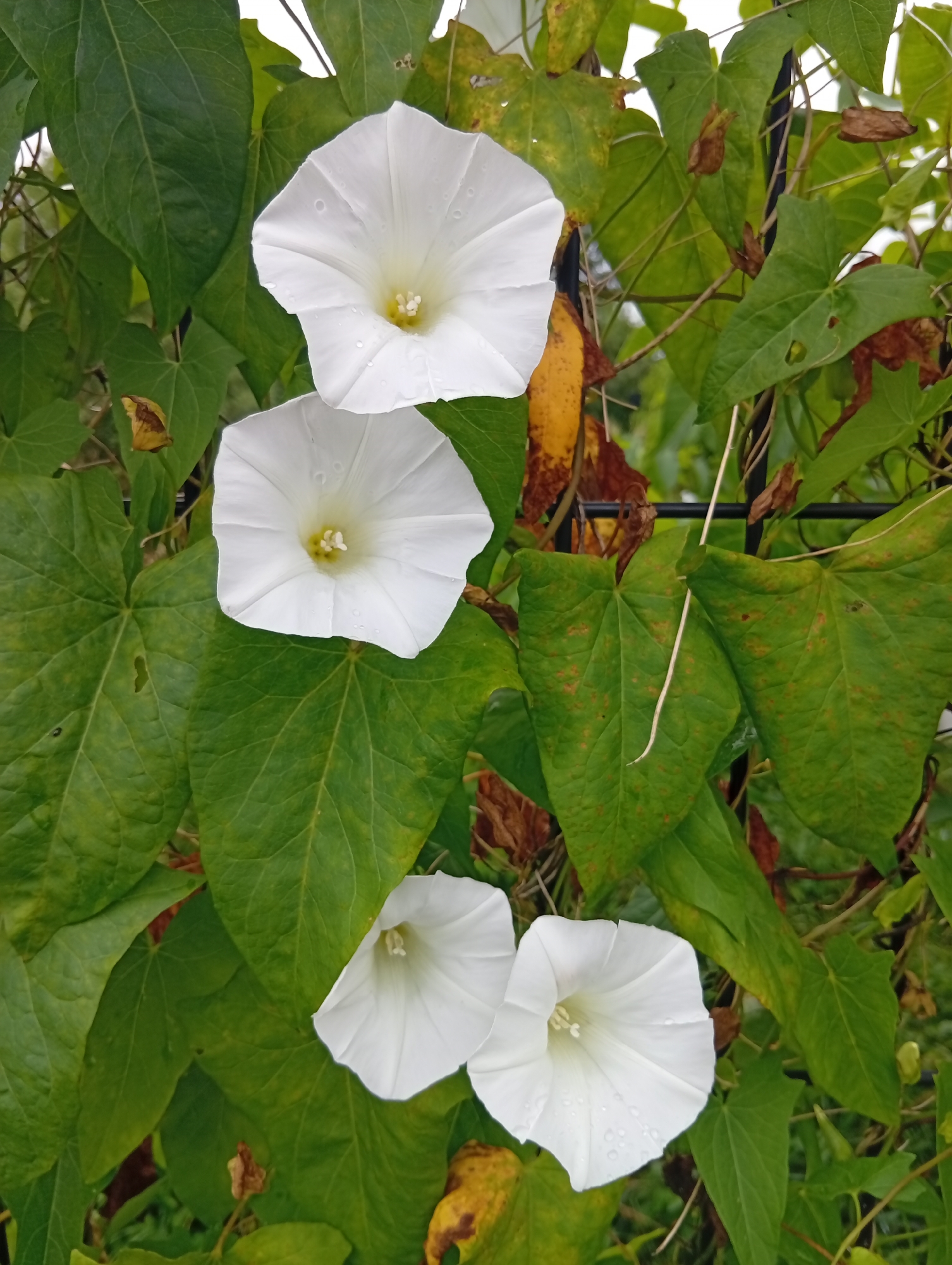A close-up shot captures a cluster of white bindweed flowers in bloom, intertwined with lush green foliage. The flowers, with their trumpet-like shape and delicate white petals, appear to be slightly wet, hinting at recent rain. Some leaves exhibit yellowing and browning, suggesting the changing seasons. The setting appears to be a garden or a natural area, possibly a park or a residential backyard, within the city of Wrocław, Poland. The scene is devoid of any human presence or activity.