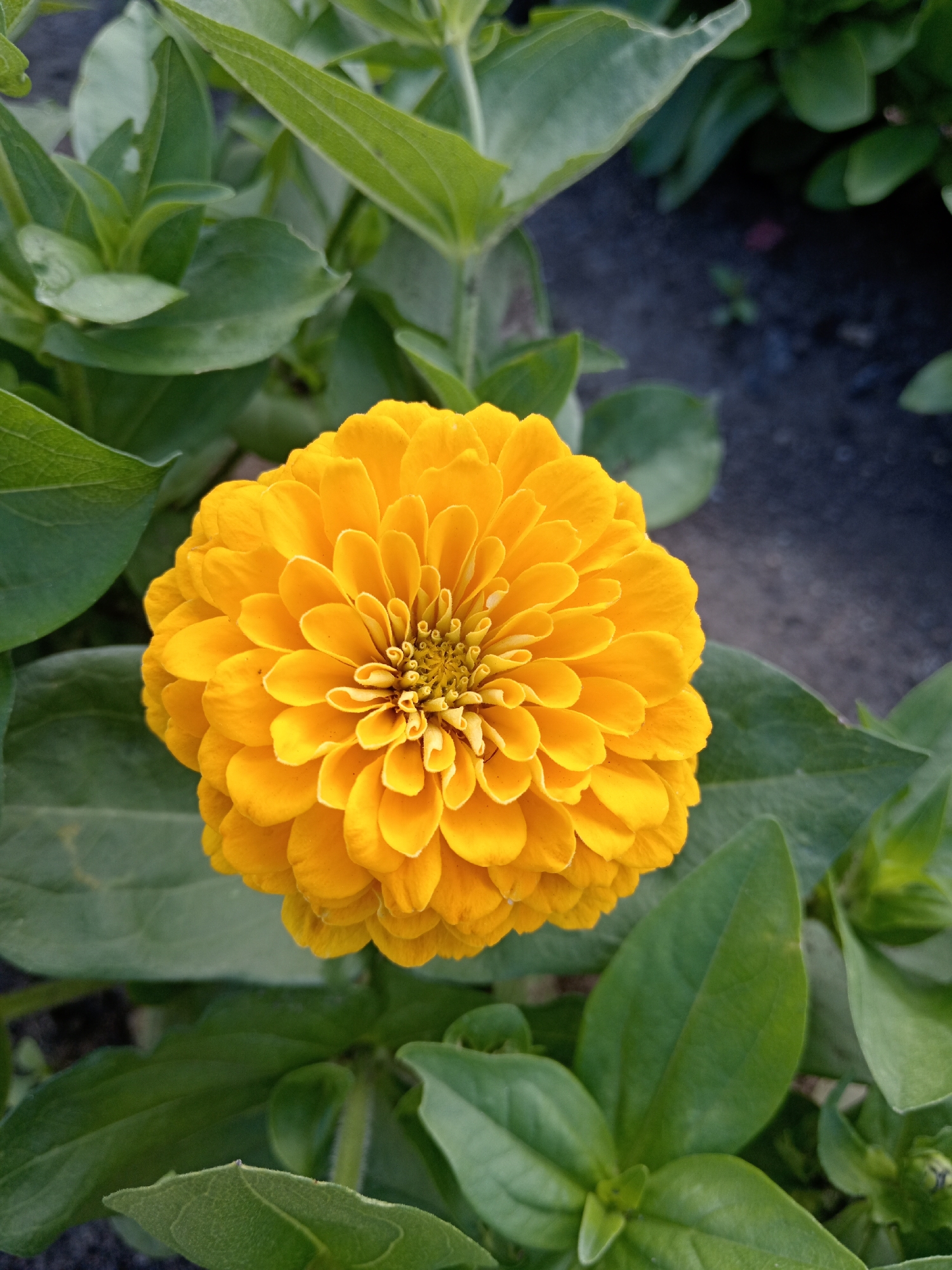 A close-up, vertical shot showcases a vibrant, fully bloomed yellow zinnia flower centered in the frame. The flower exhibits densely packed, ruffled petals that transition from a deeper yellow at the center to a lighter hue at the edges. The surrounding foliage consists of lush, green leaves, some of which are in sharp focus and others slightly blurred, creating a shallow depth of field. The background is dark and out of focus, hinting at soil and possibly other plants. The overall impression is one of a beautiful, natural setting. This image is a photograph of a flower in Belogorsk, Russia.