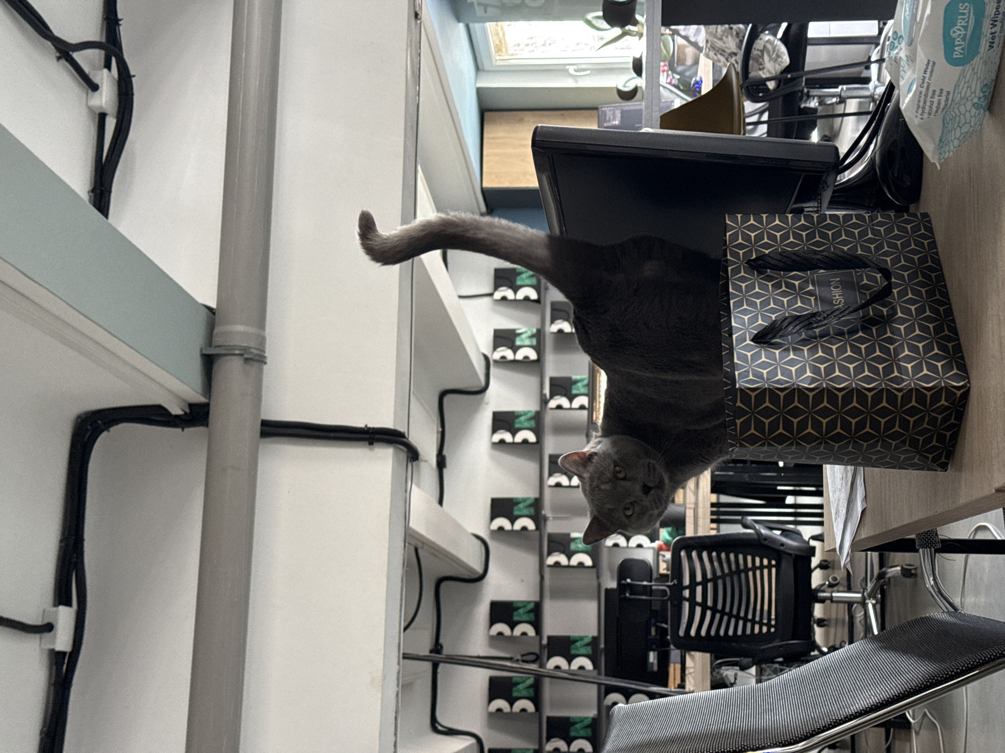 A rotated eye-level shot reveals an office scene, likely in Yerevan, Armenia, given the presence of local branding on shelving. A grey cat stretches its tail out from behind a computer monitor and a geometrically patterned shopping bag. To the cat's left are white walls, a grey pipe, and black cabling. To its right, the monitor and bag are partially on a light-colored wood desk. A black mesh office chair is visible below. A window letting in light is at the back, and there is a pack of Papyrus Wet Wipes on the desk. The cat is looking downwards with its head tilted. Shelves with items are in the background.