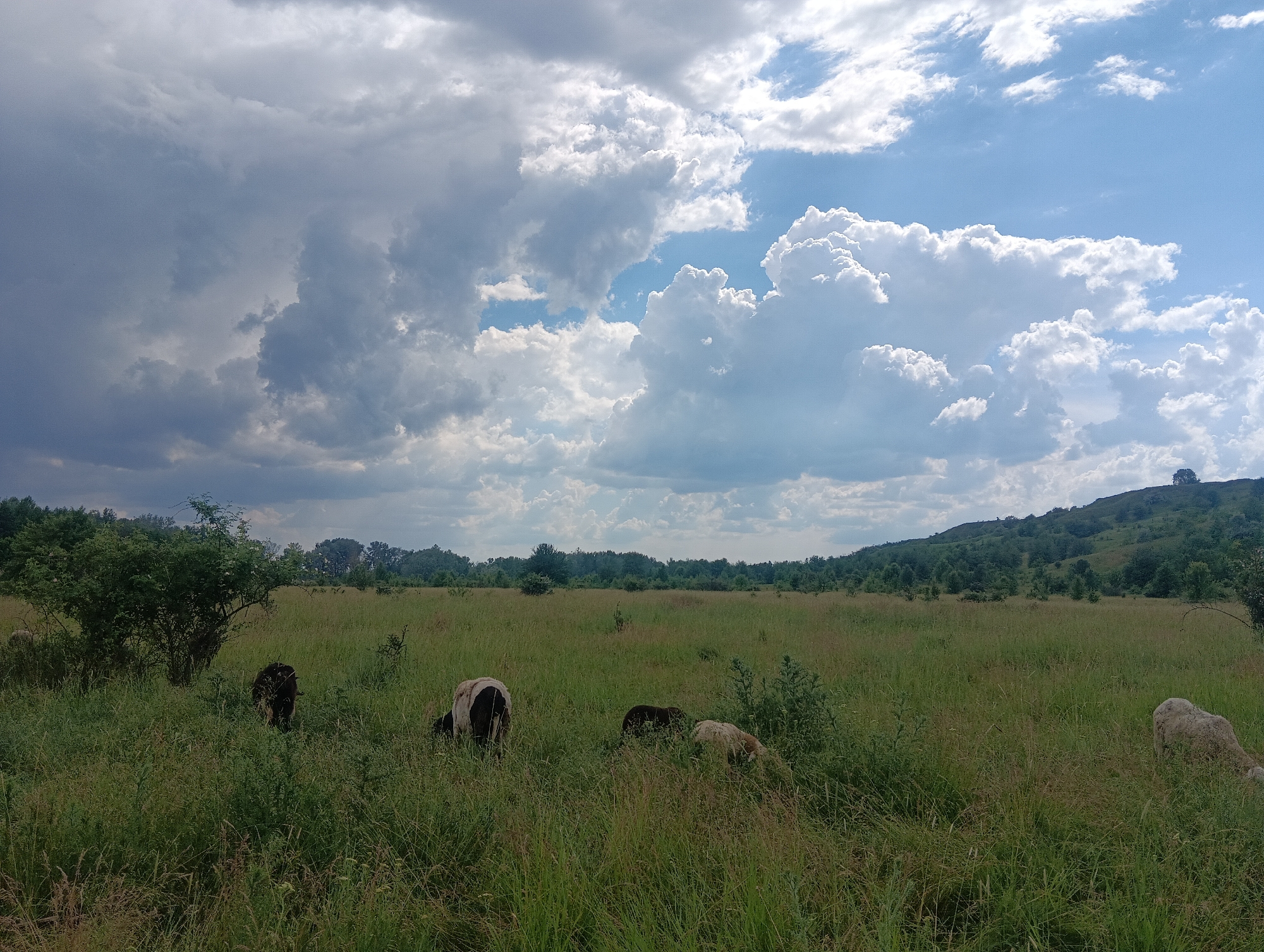 A flock of sheep grazes in a grassy field under a dynamic sky filled with dramatic clouds. The field is lush with tall green grass and scattered weeds, with a dense green tree on the left side of the frame. In the background, a gently sloping hill covered in trees and vegetation stretches across the horizon. The sky is a mixture of dark, heavy clouds and bright, sunlit patches, suggesting changing weather. The sheep are scattered throughout the field, some grazing low to the ground, others with their heads up. The overall scene depicts a rural landscape with a natural, slightly wild feel.