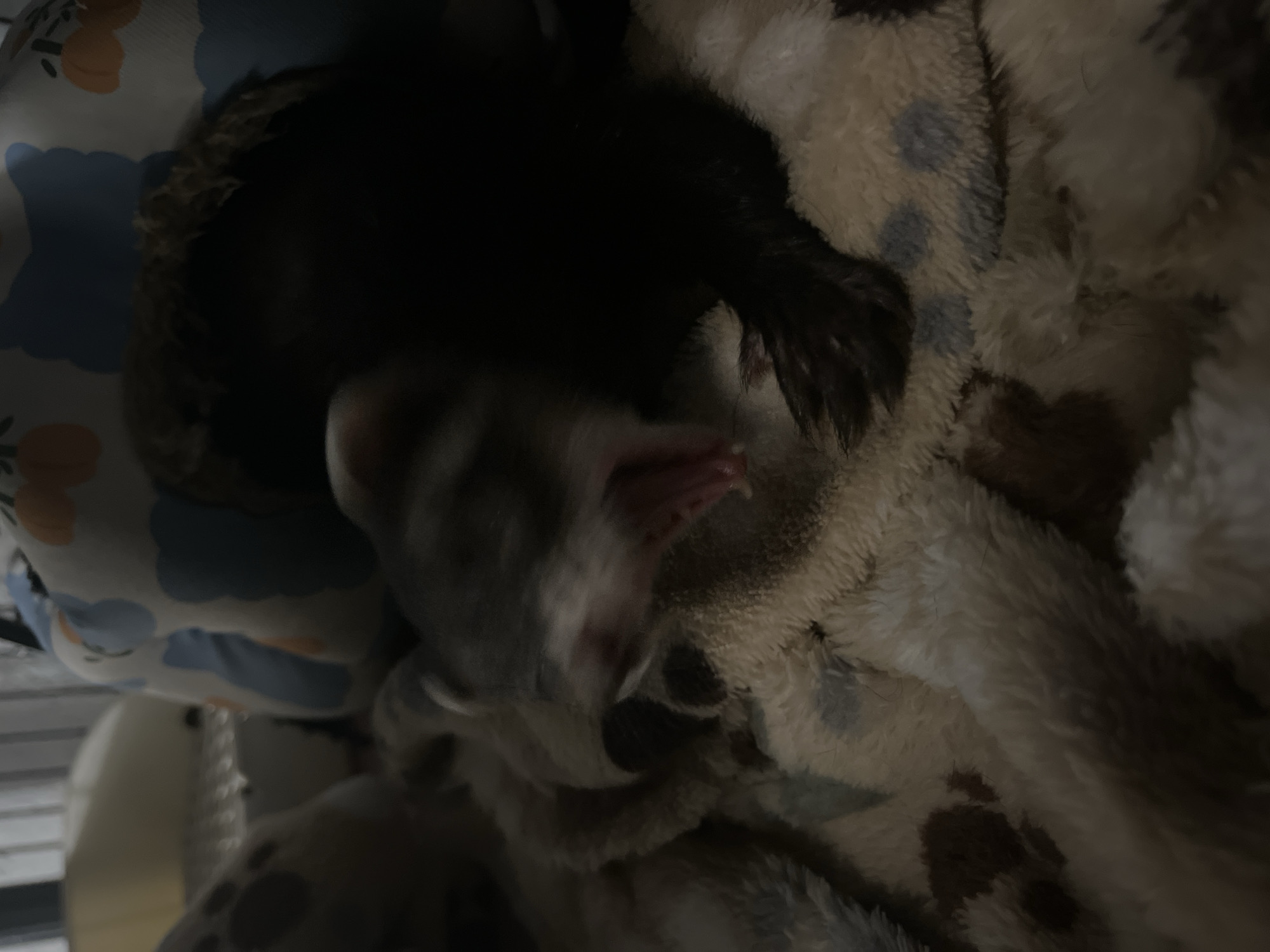 A close-up shot shows a ferret nestled on a fuzzy blanket with blue and brown spots. A portion of the ferret's head, with gray and white fur and visible pink skin, is visible. Dark brown fur, likely from the same ferret, is also visible on the blanket. The blanket is on what appears to be bedding, with a blue and white patterned pillow in the background. A metal cage is partially visible on the left side of the image. There is no information about the location in San Bernardino Tlaxcalancingo, Mexico.