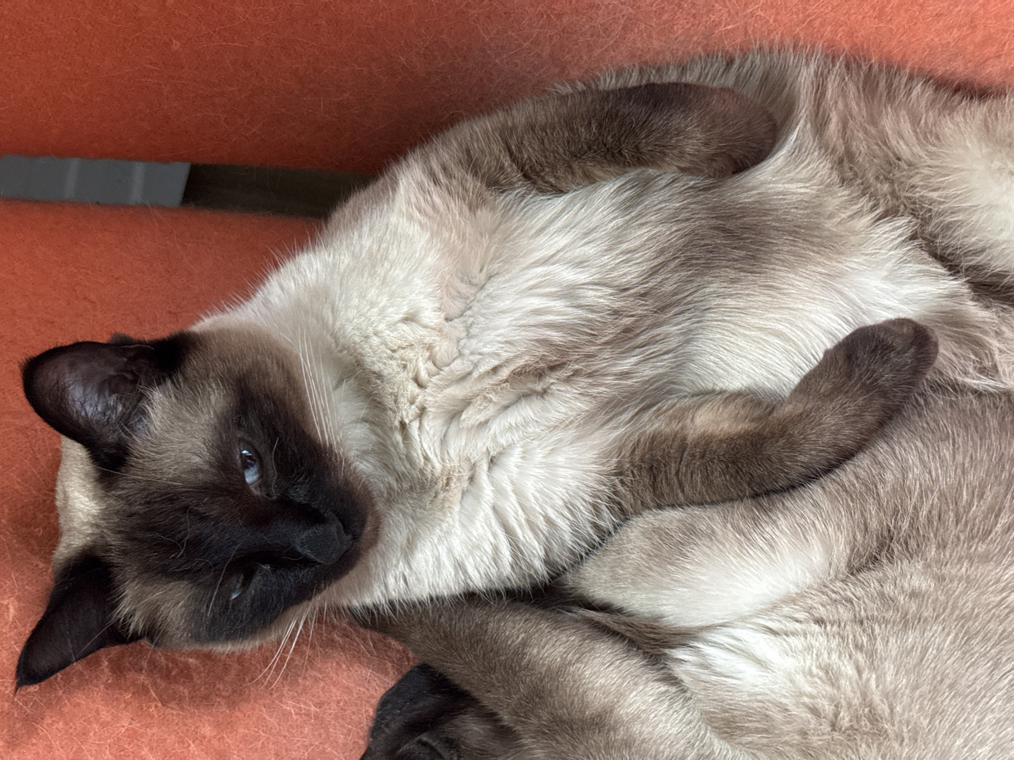 A Siamese cat with brown points and blue eyes is lying on its back on an orange textured surface. The cat is facing slightly to the left, with its head tilted and one eye partially closed. Its paws are resting on its chest and abdomen. The background is a solid orange color with some texture, possibly fabric or upholstery. There is a narrow, dark gray vertical element visible in the upper right portion of the image, which appears to be part of a chair or furniture. The cat's fur is short and dense, with lighter cream-colored fur on its chest and abdomen, and darker brown fur on its ears, face, legs, and tail. The lighting is soft and even, suggesting an indoor environment. The image does not depict the city of Steklyannyi, Russia, or any elements that would place it there.