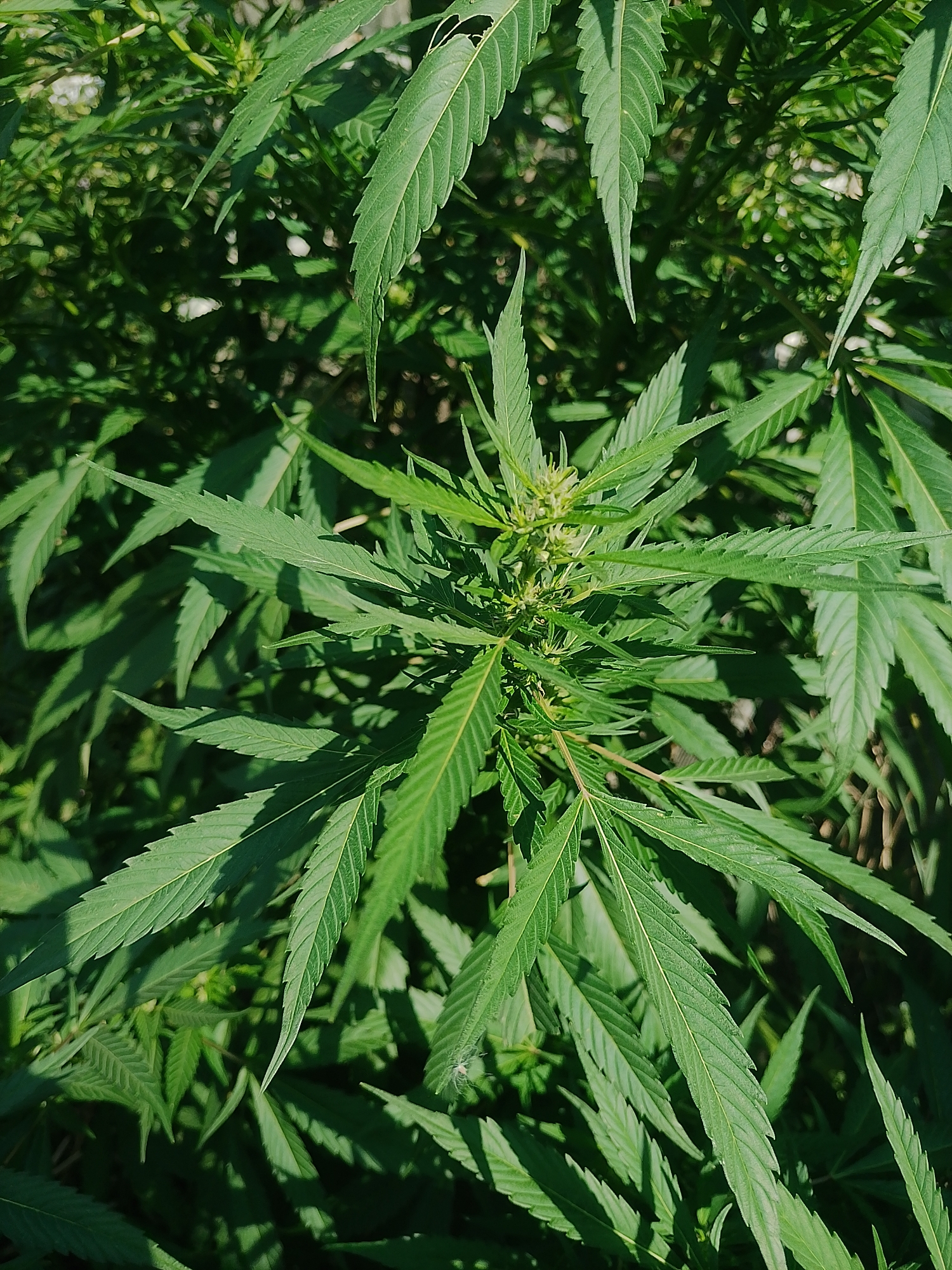 A close-up, overhead shot of the top of a cannabis plant is shown. The plant is in an outdoor setting, with green leaves filling the frame. The leaves are serrated and have a characteristic palmately compound shape. Some of the leaves are in sharp focus, while others are blurred, creating a shallow depth of field. The lighting suggests it is daytime, with sunlight casting shadows on the leaves. The plant appears healthy and is in a natural environment, possibly a garden or field. The specific location in Nova Hnylytsia, Ukraine, is not visually determinable from the image.