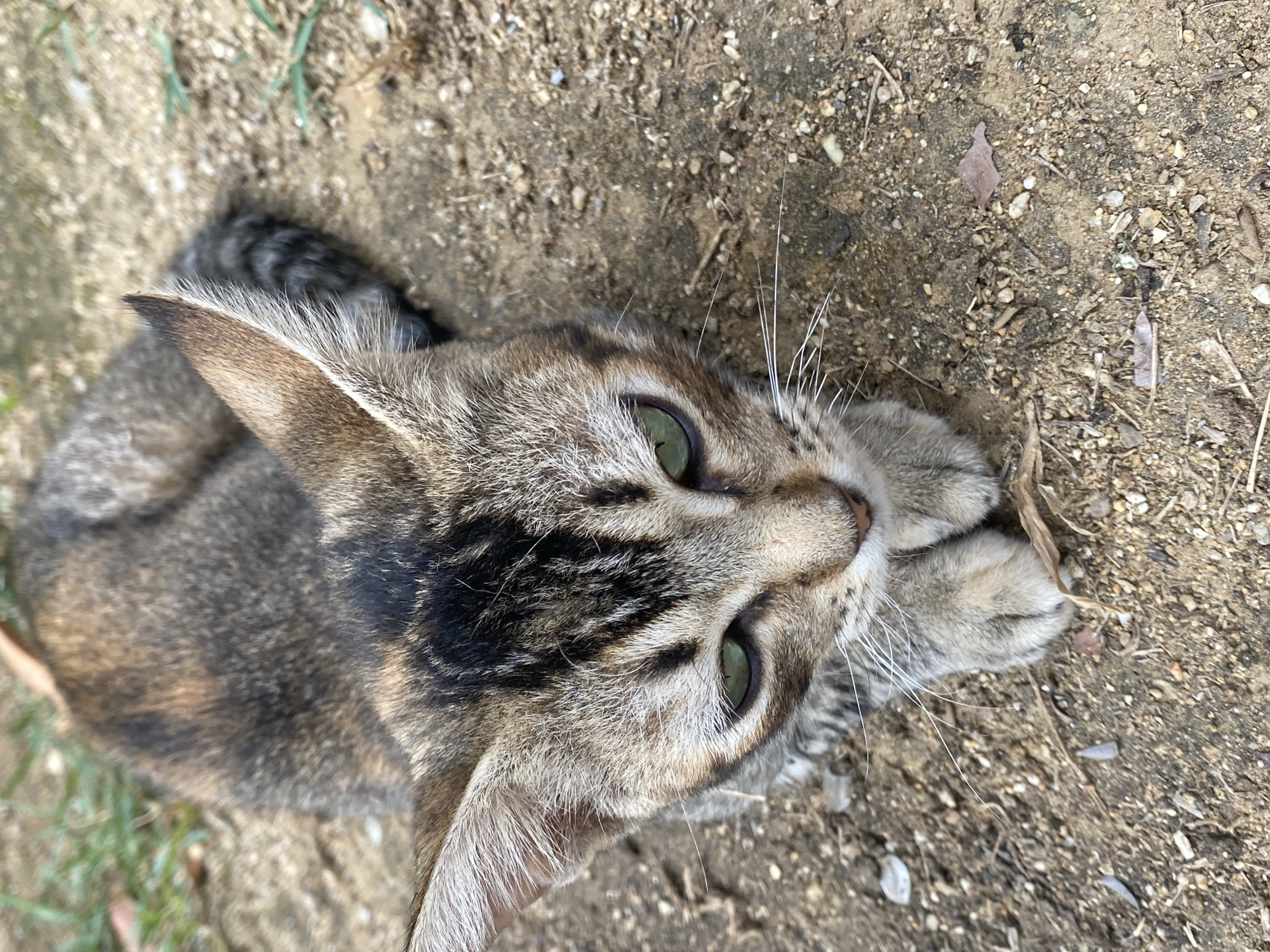 A close-up, angled aerial view depicts a tabby cat resting on a dirt and gravel ground. The cat has green eyes, gray and brown fur with dark stripes on its head, and light-colored whiskers. Its paws are tucked beneath its head. The background is composed of dirt, small rocks, and sparse greenery. There is no indication of the city of Tinaquillo, Venezuela, or any people, objects, or actions beyond the presence of the cat and its immediate surroundings.