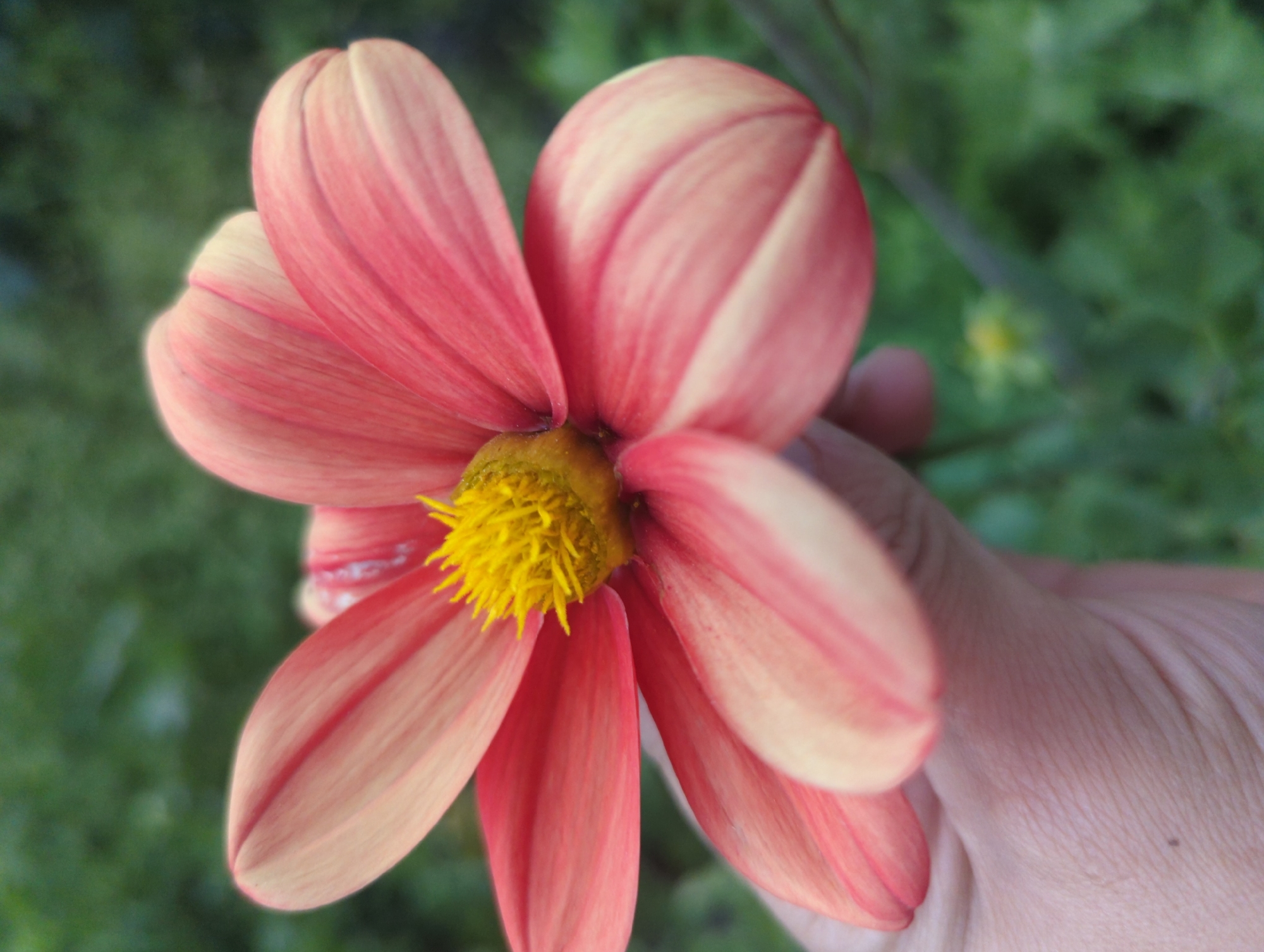 A close-up, vertical shot shows a single pink and yellow flower with a blurred green background. The flower's petals are a gradient of pink and cream, with delicate red stripes running through them. The center of the flower is a bright yellow and fuzzy. The flower is held by a person's hand, which is visible at the bottom of the frame. The hand is light-skinned and appears to be gently cupping the flower. The background is out of focus, consisting of lush green foliage, suggesting an outdoor setting. The image is likely taken in or around the city of Üch-Döbö, Kyrgyzstan, given the context.