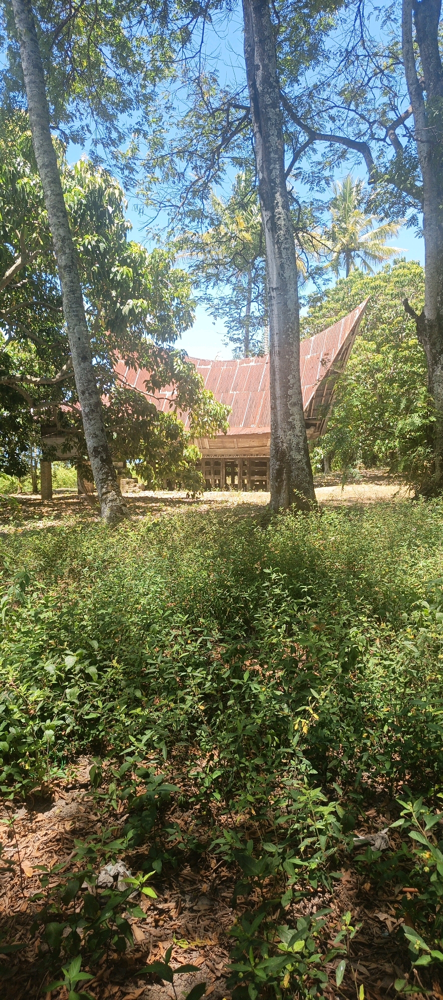 In Cinta Dame, Indonesia, a traditional house with a distinctive peaked, rusty metal roof is visible through a dense screen of foliage. The house, elevated on stilts, features wooden walls with ornamental carvings and is partially obscured by the lush vegetation. Large trees with textured bark frame the scene, their branches extending upwards to form a canopy that filters the bright sunlight. The foreground is covered in a thick carpet of low-lying green plants and fallen leaves, with patches of dry earth visible beneath. The overall impression is one of a tropical environment with a historical dwelling nestled within nature.