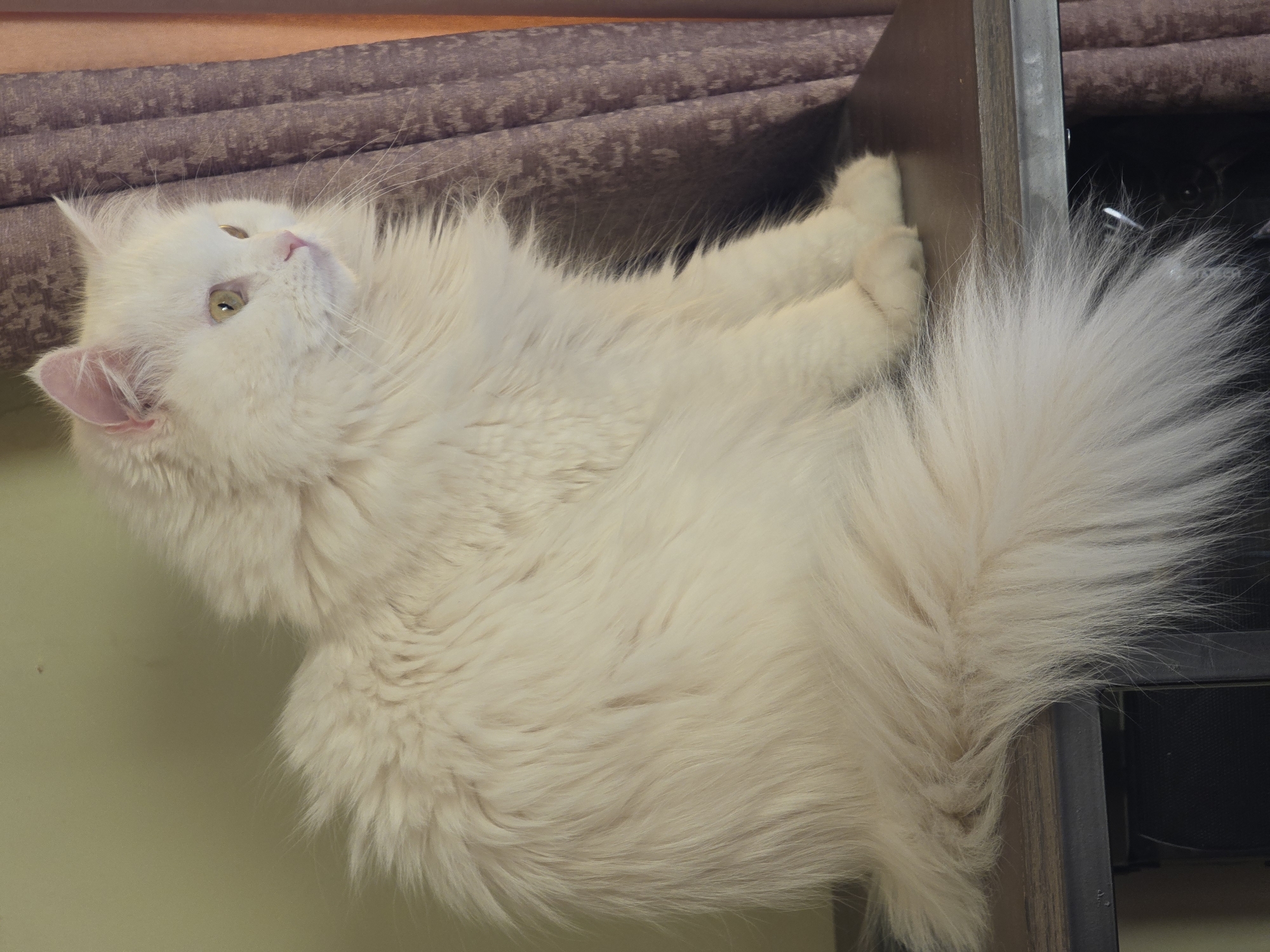 A fluffy white cat with light green eyes sits on a dark shelf, looking to the right. The cat is mostly facing away from the camera, with its head turned. Its tail is curled around its body. Behind the cat are purple curtains. The wall behind the curtains is a pale yellow. The image appears to be taken indoors in Al Hadaba, Egypt.