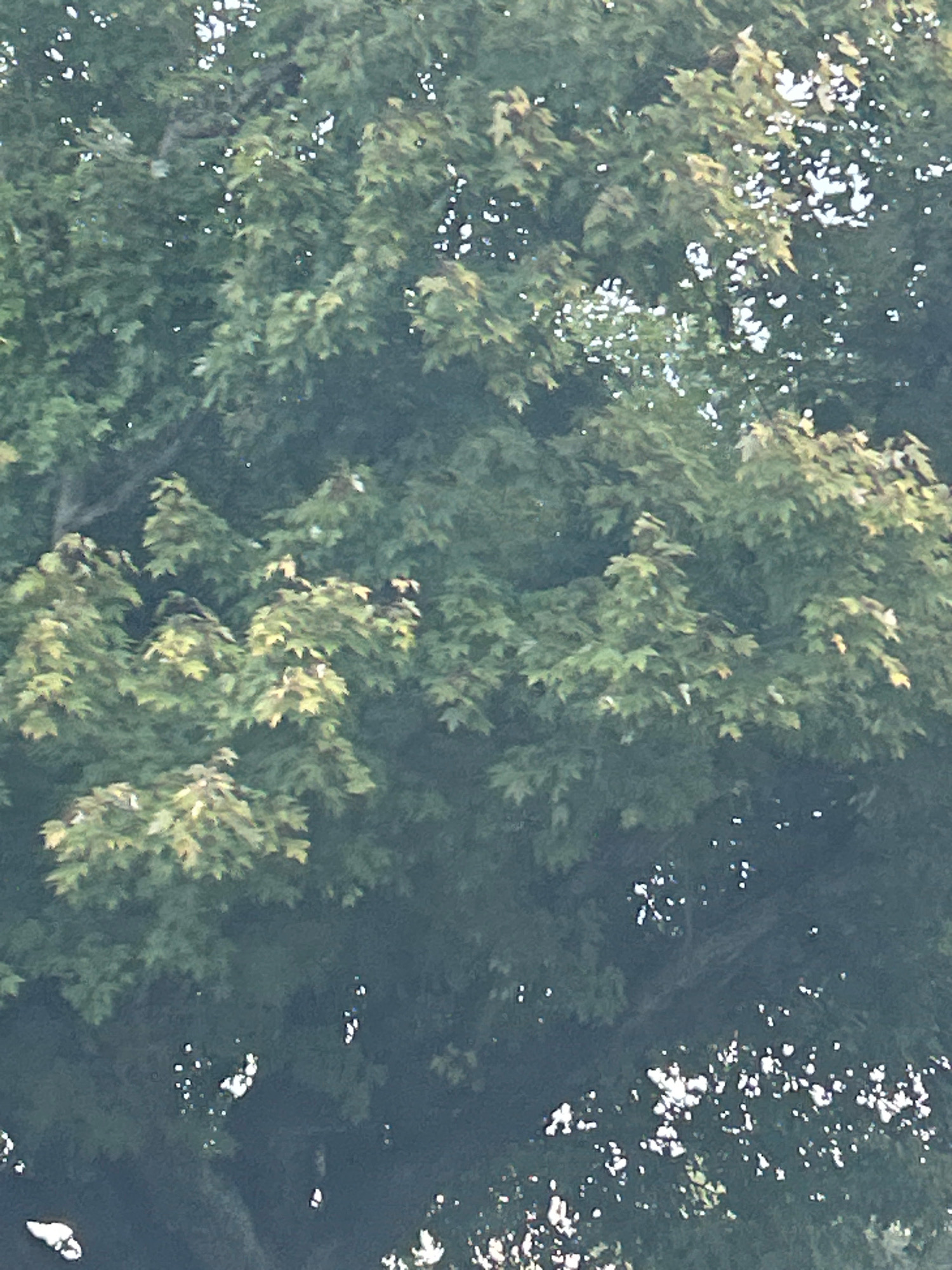 The image is an outdoor, eye-level, full shot of a dense tree canopy. The leaves are predominantly green, with some exhibiting yellow and brown discoloration, suggesting autumn. Sunlight filters through the leaves, creating bright highlights and dappled shadows. The overall impression is of a thick, mature tree, likely a maple, given the leaf shape visible in the upper and middle sections of the image. The background is a dark, blurry mass of foliage and sky. There are no discernible landmarks, people, or structures visible to indicate a specific location within Pittsburgh or anywhere else.