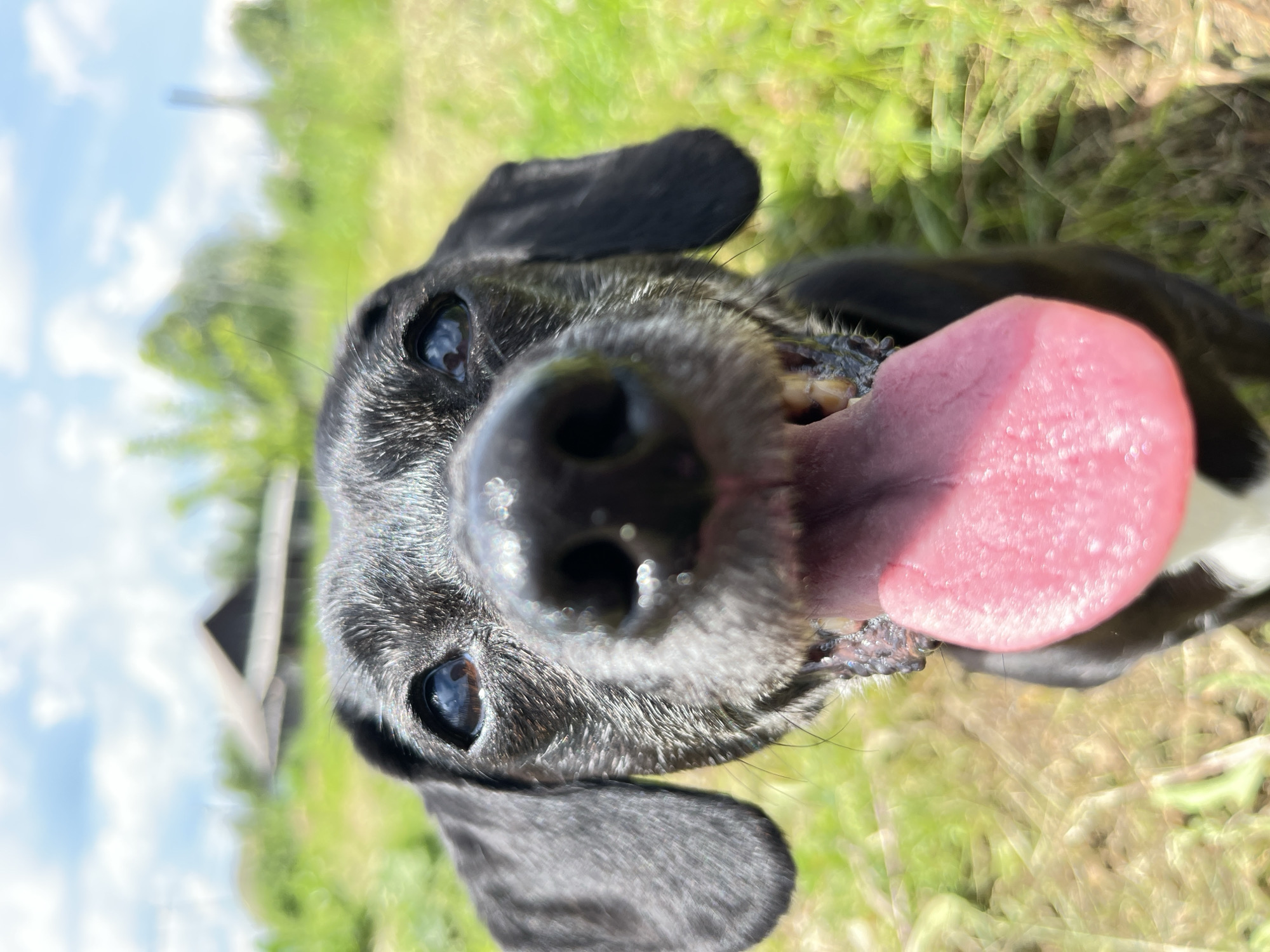 A close-up, wide-angle photograph captures the face of a black dog with its tongue hanging out. The dog's snout and eyes are in sharp focus, while the background is blurred. The dog has dark fur and visible teeth. Its eyes are dark brown and alert. The background consists of green grass, blurred trees, and a cloudy blue sky with a hint of a building. The image appears to be taken outdoors in a rural or suburban setting, possibly in Nizhny Tagil, Russia, given the context provided. The overall impression is one of a happy, energetic dog on a sunny day.