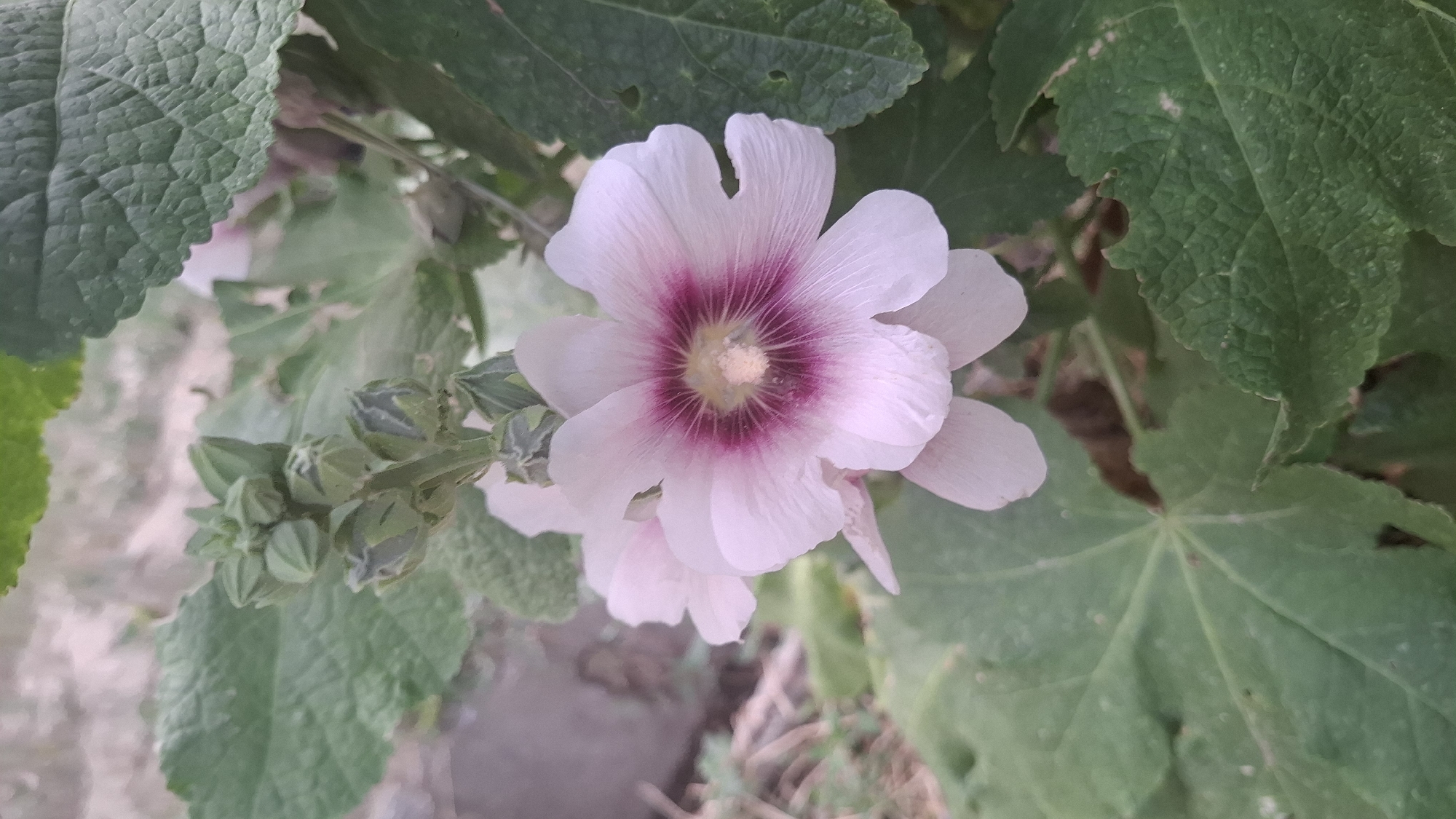 A close-up shot captures a single pink hollyhock flower in full bloom, its petals tinged with a deeper magenta at the center. The flower is surrounded by lush green foliage, with several unbloomed buds clustered on a stem to the left. The background is softly blurred, revealing hints of dry soil and vegetation, suggesting an outdoor setting in a garden or natural environment. The lighting appears to be natural daylight, casting soft shadows. The image is taken from a slightly high angle, focusing on the delicate details of the flower and its immediate surroundings. There is no visible text in the image. The location is specified as Shymkent, Kazakhstan, which is consistent with the plant life depicted.